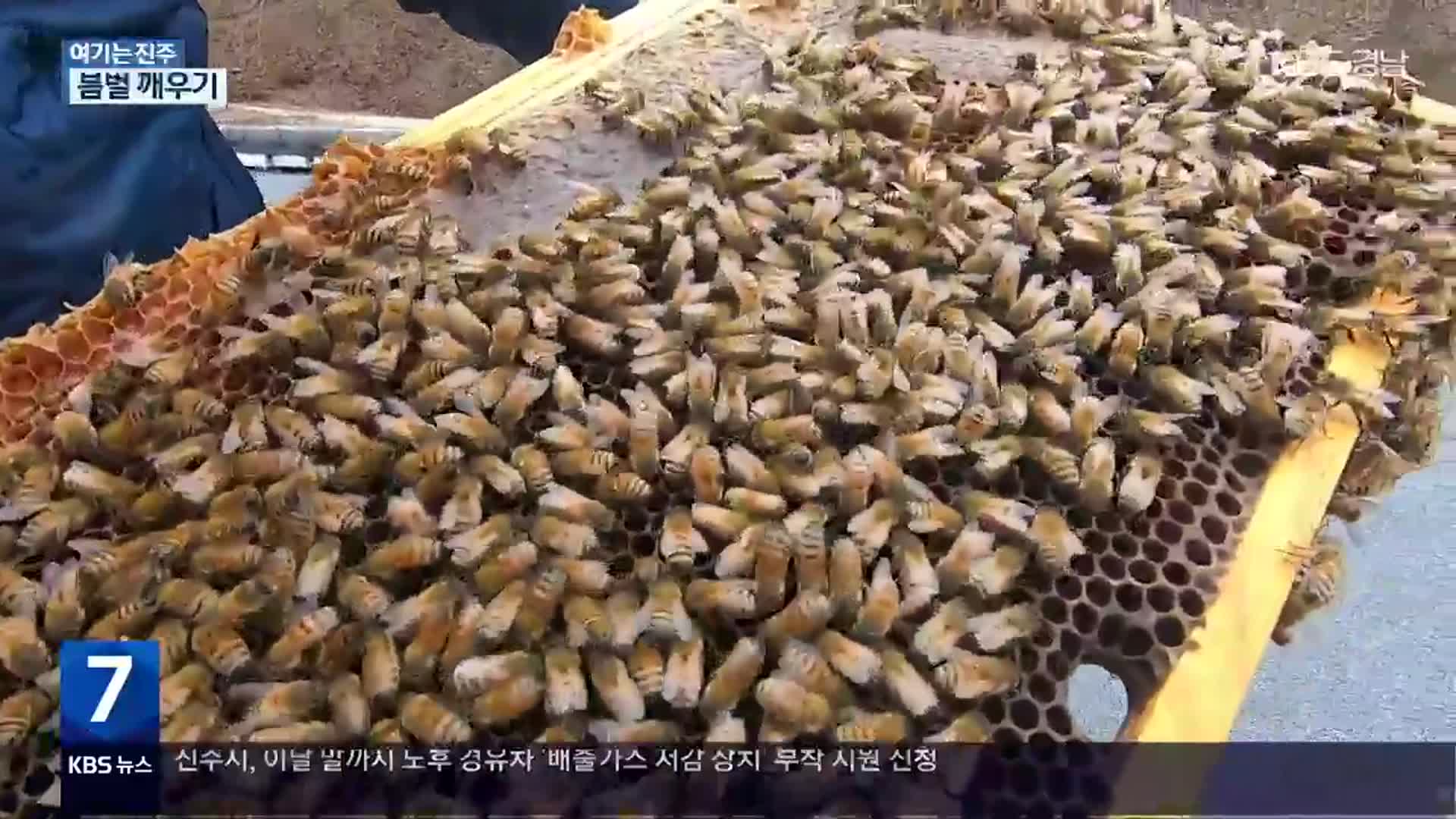 [영상] 봄이 왔다! 꿀벌도 농사 준비로 ‘분주’