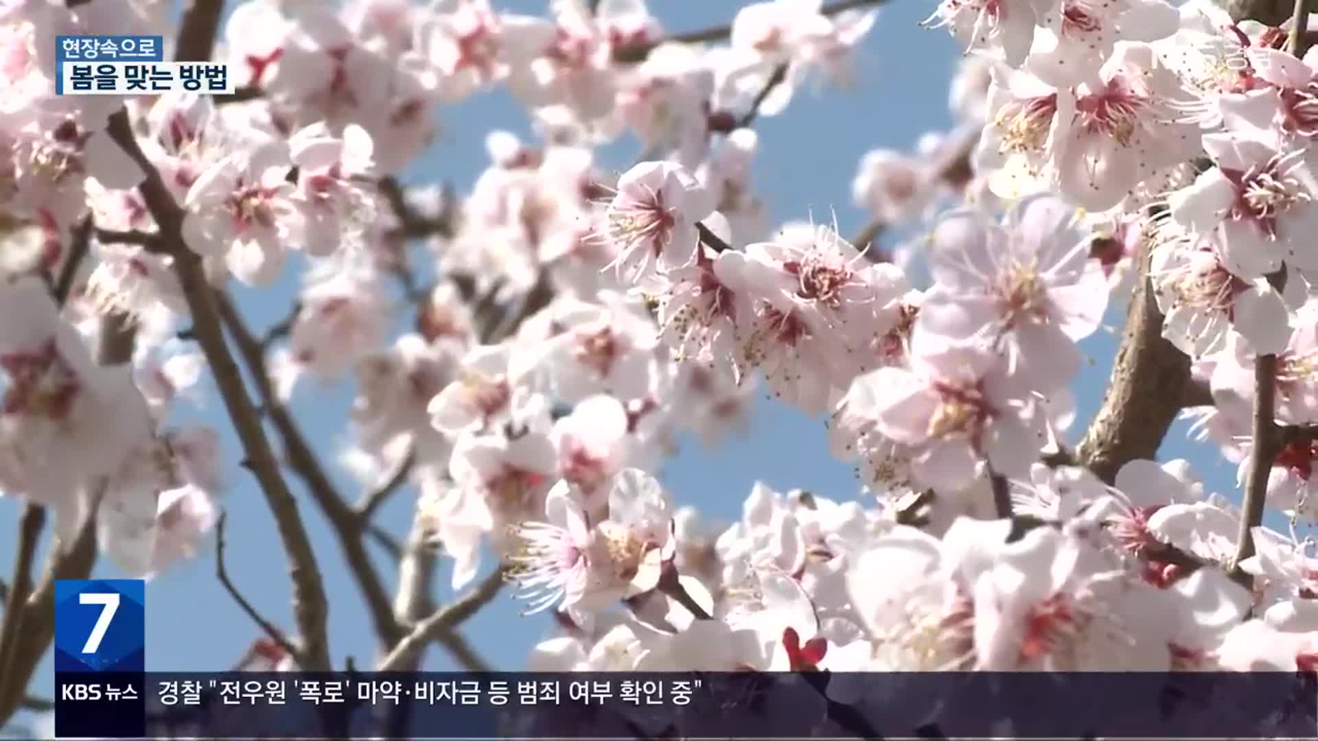 [현장속으로] 꽃놀이 즐기고 제철음식 먹고…봄을 맞는 방법!
