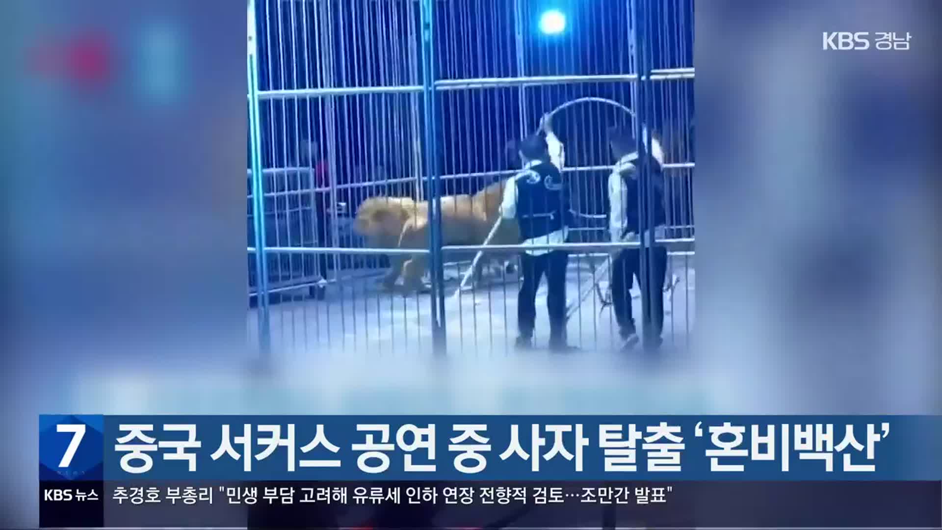 중국 서커스 공연 중 사자 탈출 ‘혼비백산’