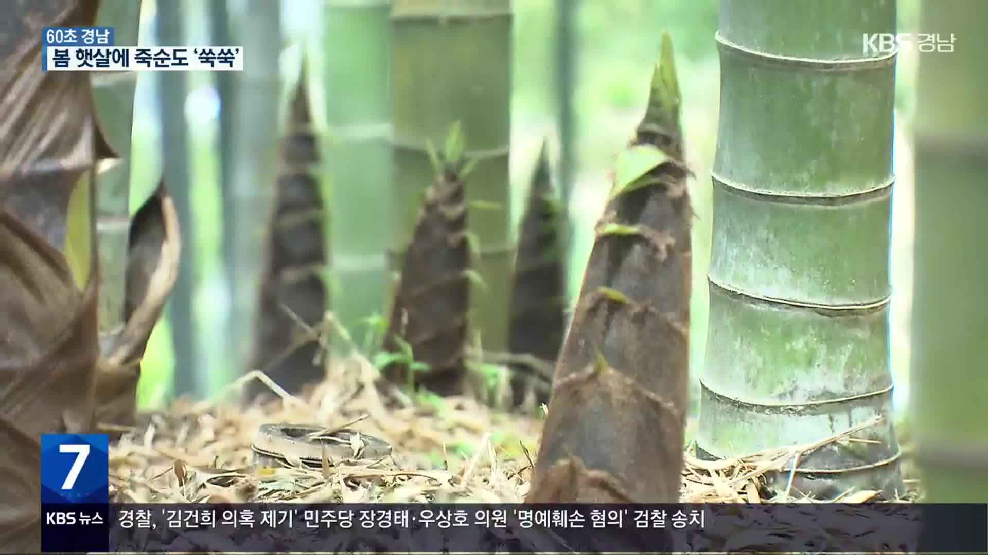 [60초 경남] 봄 햇살에 죽순도 ‘쑥쑥’, 거제 맹종죽순 수확