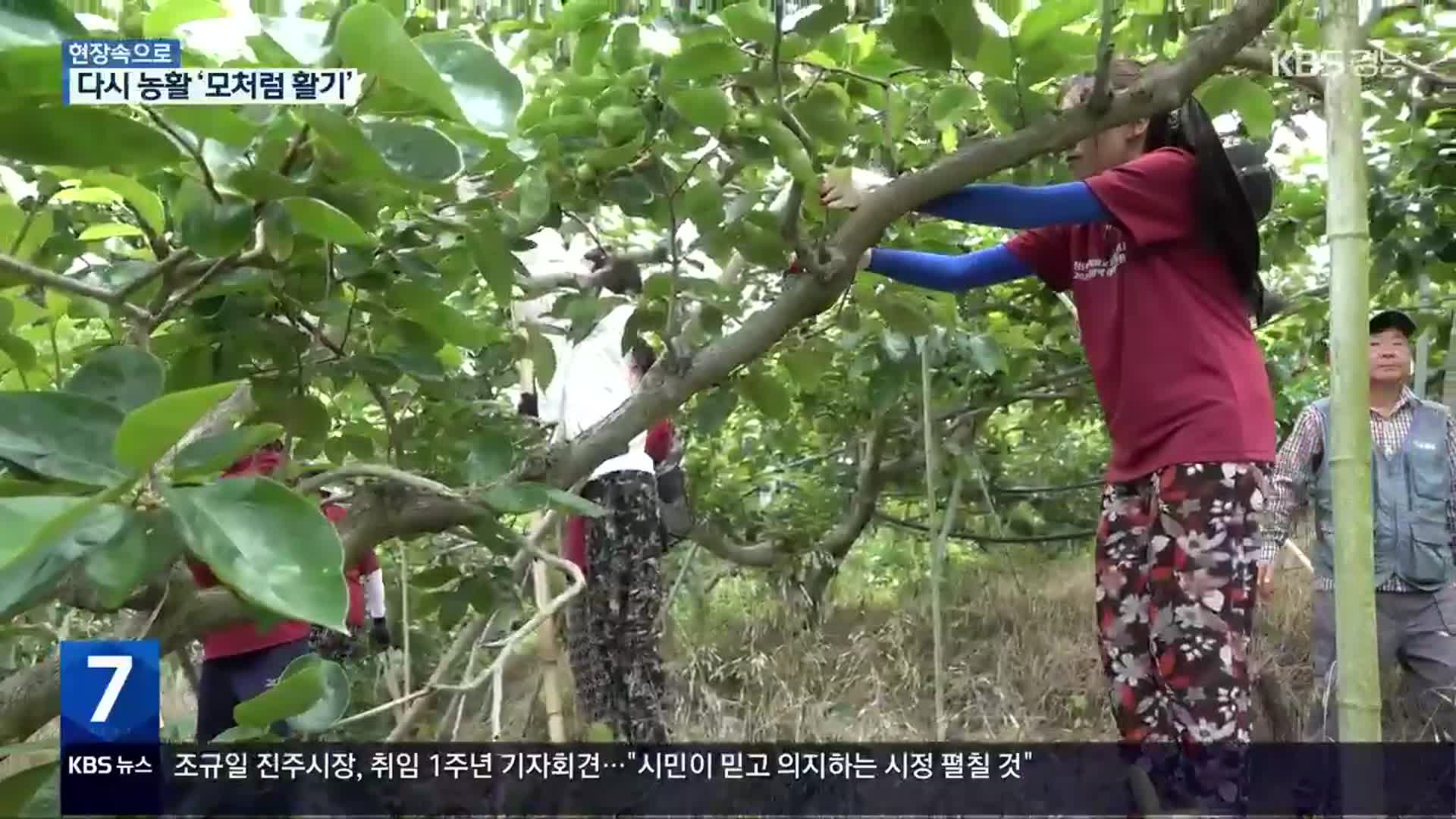 [현장속으로] 다시 농활 ‘모처럼 활기’…“조금이나마 보탬 되길”