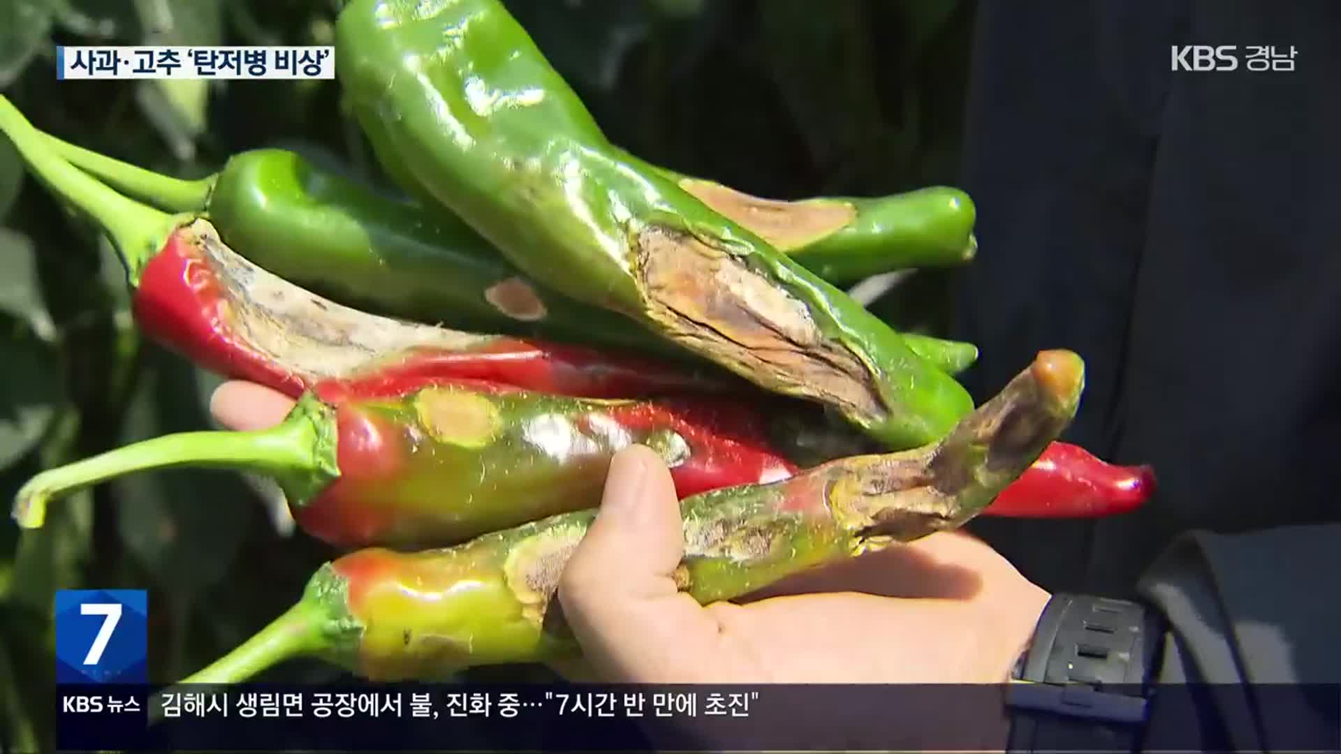 집중호우 끝 폭염…사과·고추 탄저병 ‘비상’