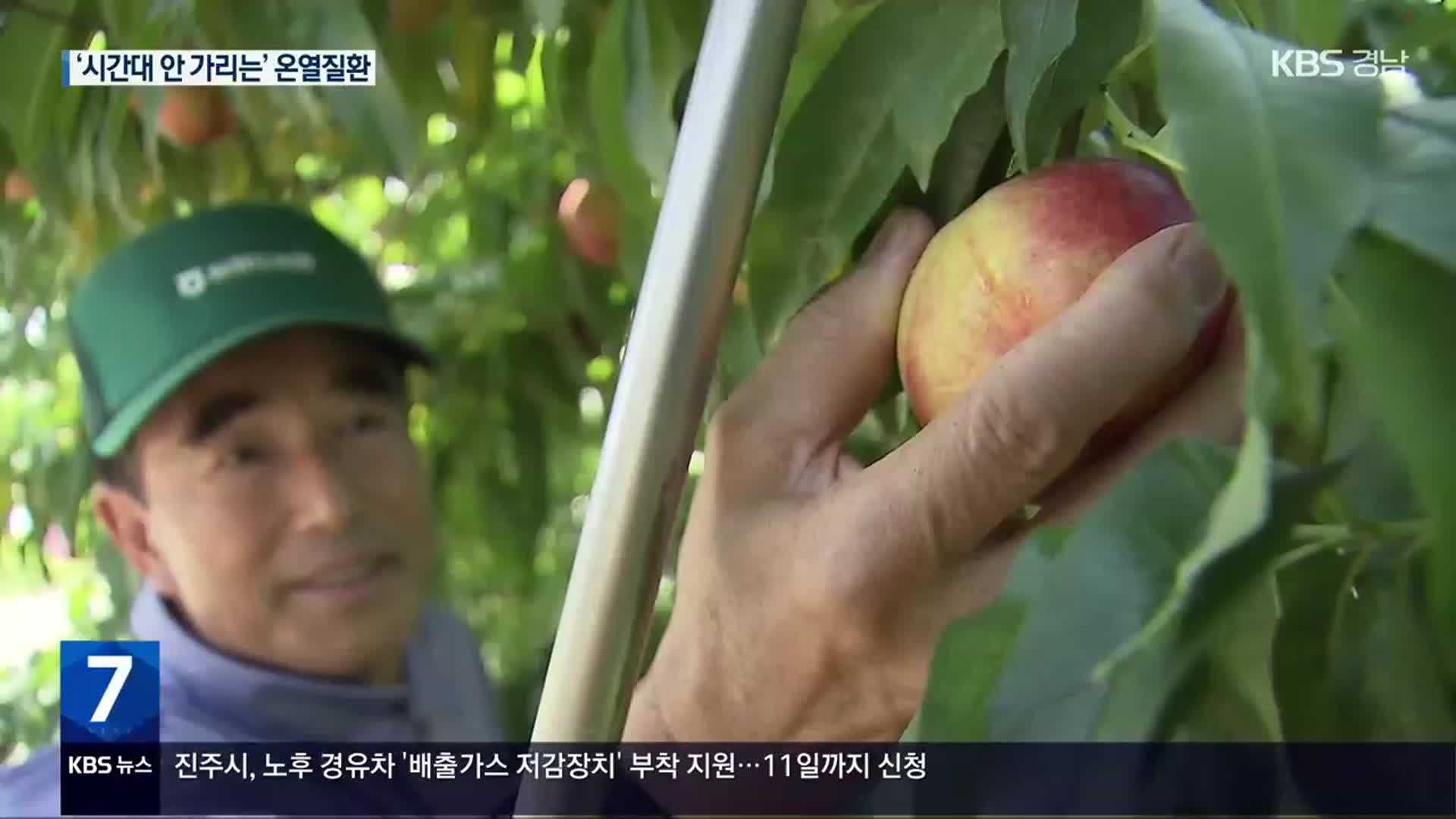 ‘시간대 구분 없는 온열질환’…고령 농업인 특히 위험