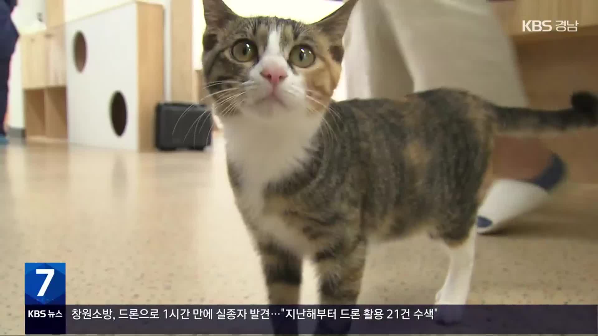 통영 섬마을 폐교, 유기 ‘고양이 학교’ 변신