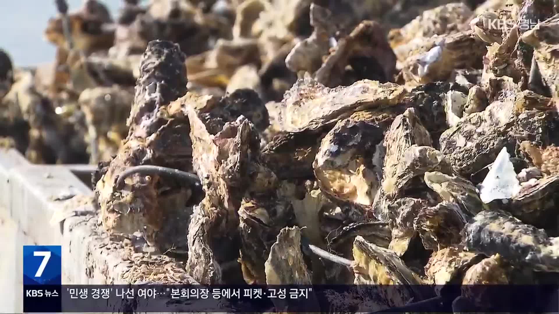 남해안 굴 본격 출하…“위생·방사능 걱정 없어요”