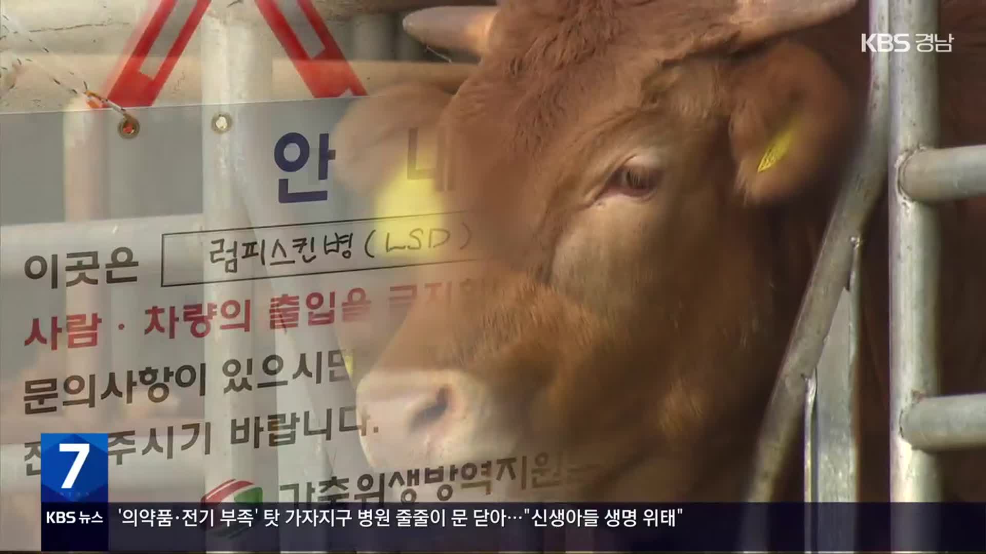 ‘럼피스킨’ 강원 최북단까지 확산…소 사육 농가 초비상