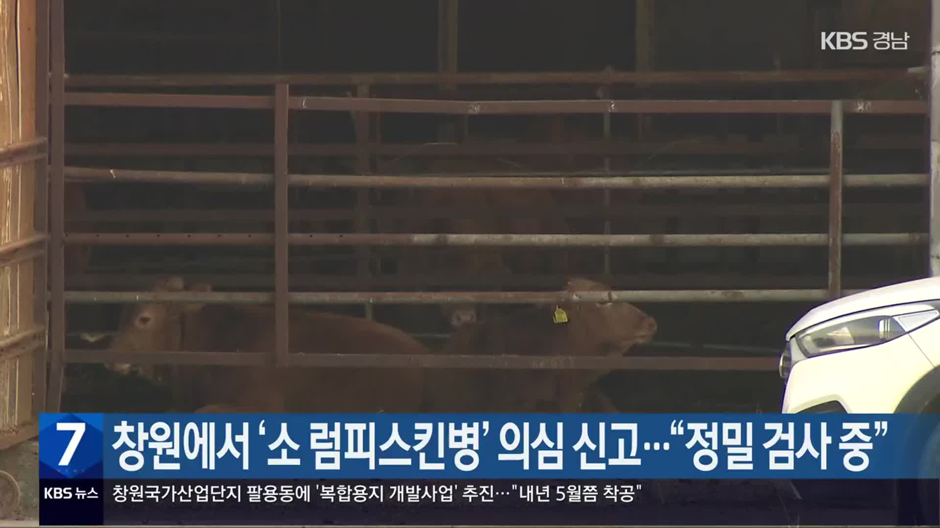 창원에서 ‘소 럼피스킨병’ 의심 신고…“정밀 검사 중”