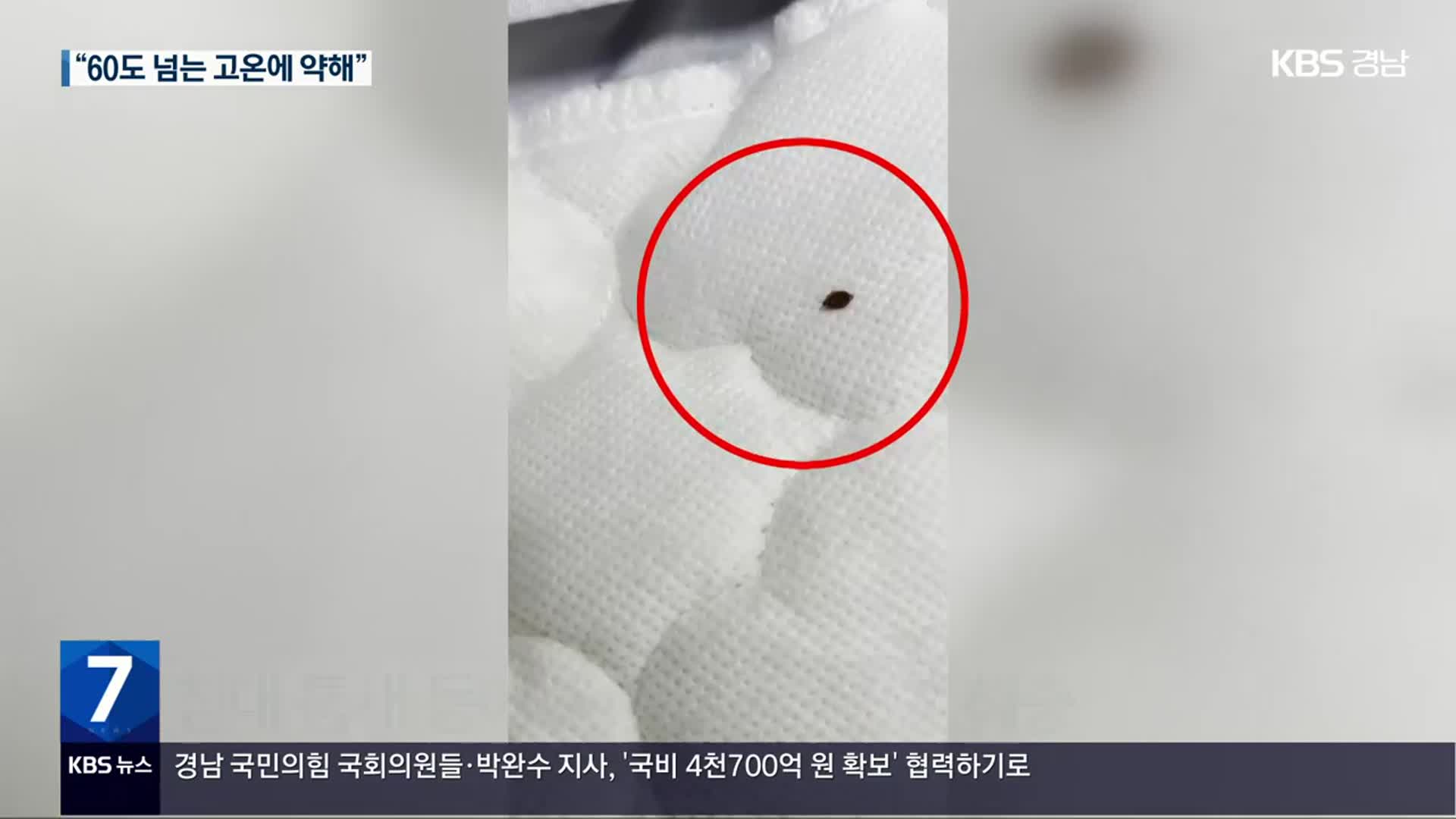 전국적 ‘빈대’ 속출…“물리면 즉시 씻고 침대 틈새 고온 소독”