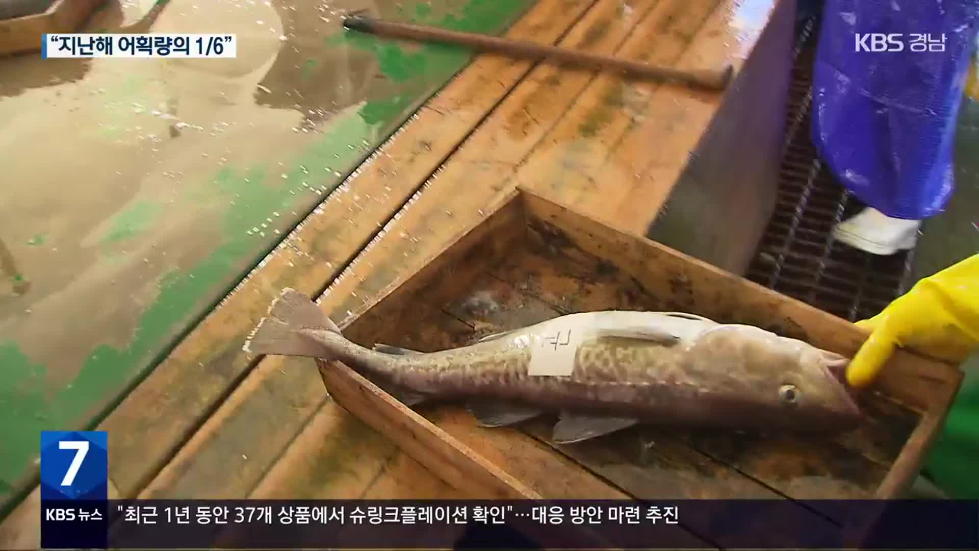 ‘겨울 진객’ 대구잡이…“고수온 우려”