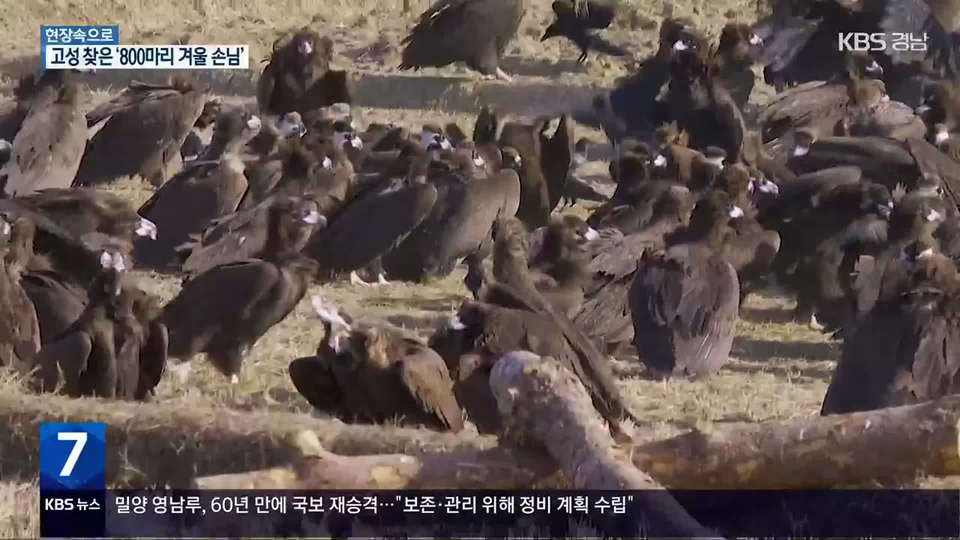 [현장속으로] 올해도 다시 찾은 고성의 겨울 손님 ‘독수리’