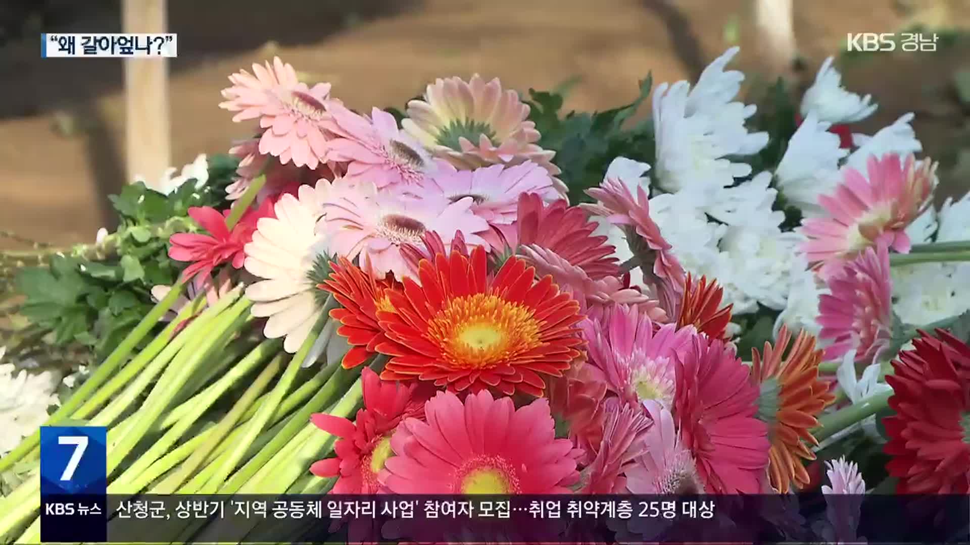 “화훼농가 줄도산”…꽃밭 갈아 엎어