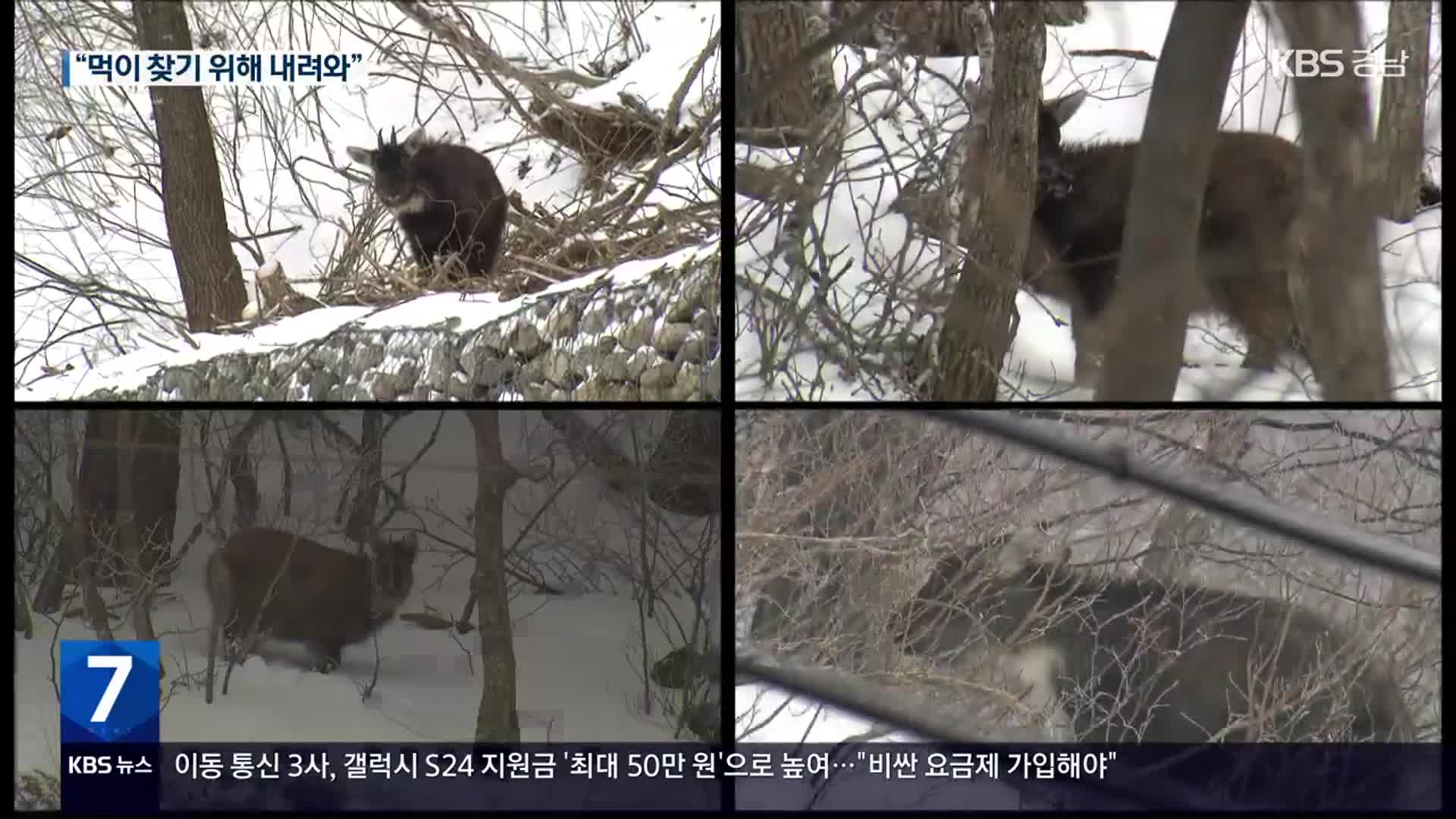 “네가 왜 여기서 나와?”…도로변 나타난 ‘산양’ 무리