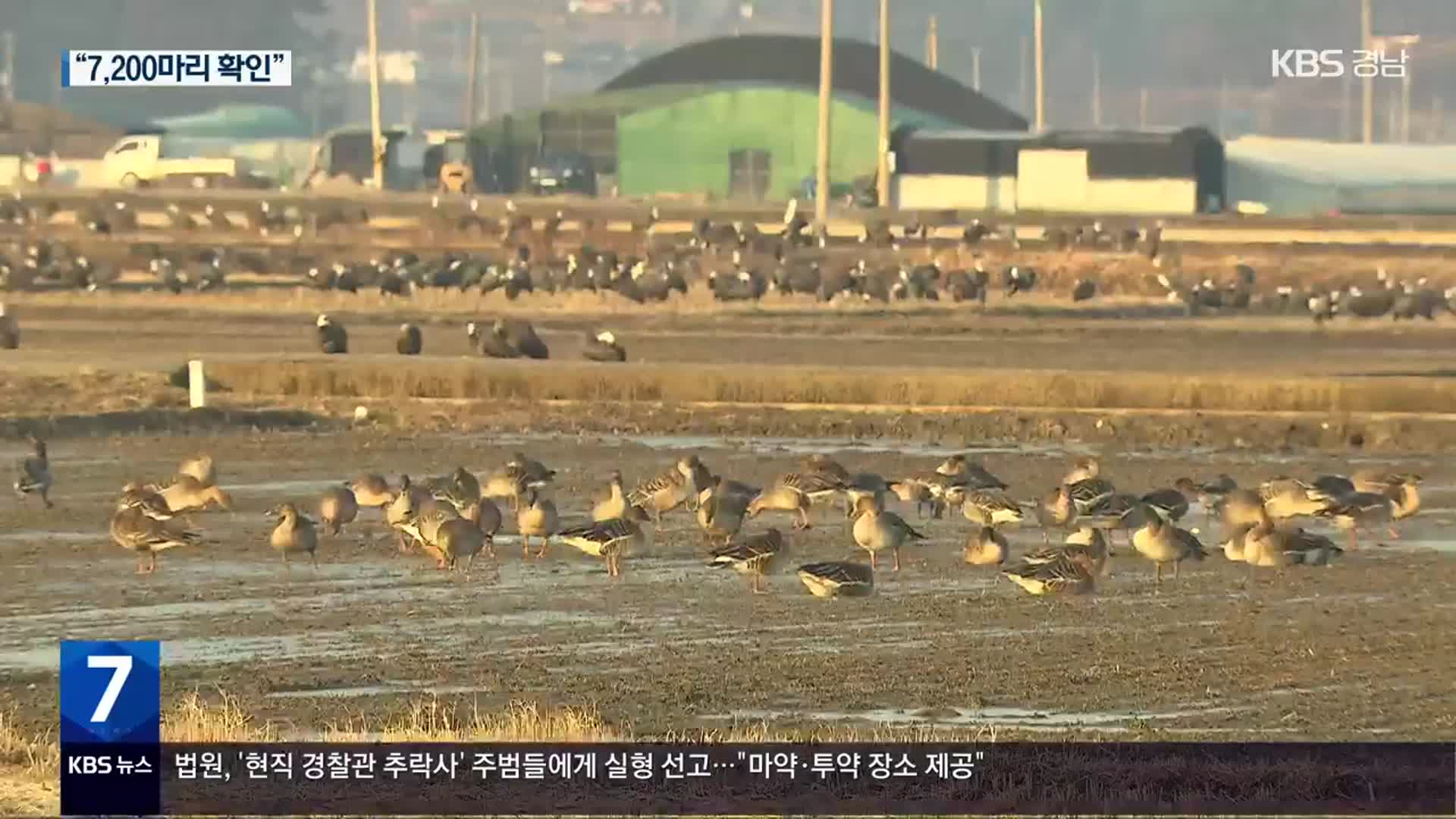 순천만 흑두루미 몰려왔다…역대 최대 7천여 마리