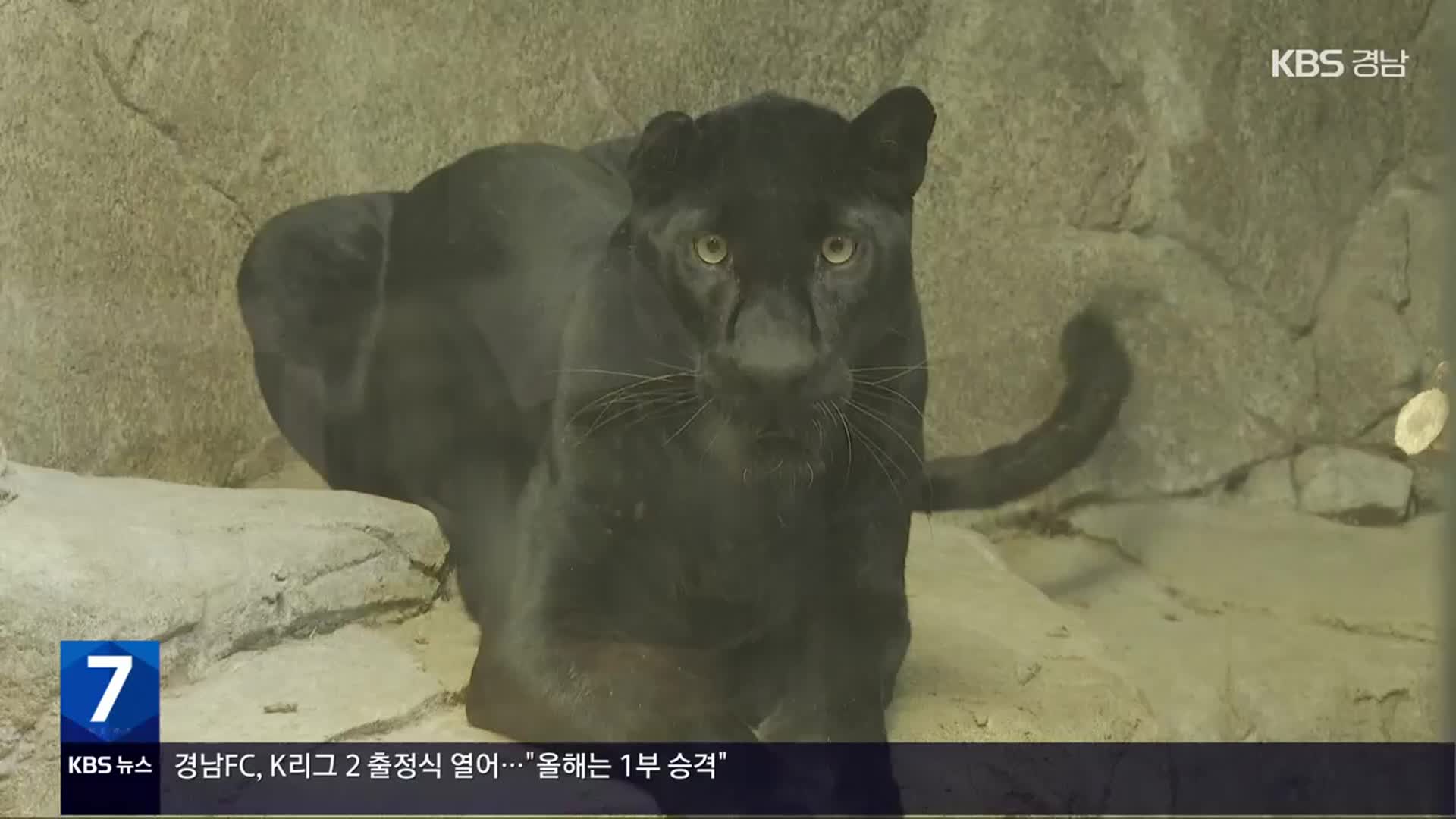 [풀뿌리 언론K] “김해 부경동물원 동물들, 청주에 임시 보금자리”