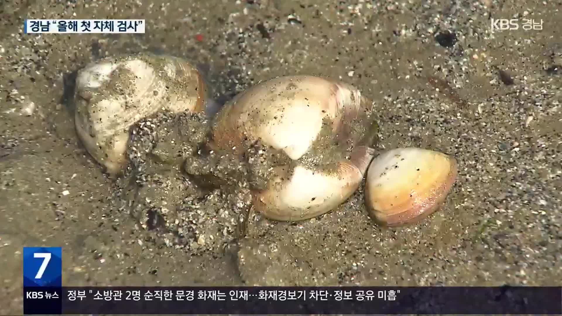 끓여도 위험 ‘패류독소’…검사 강화