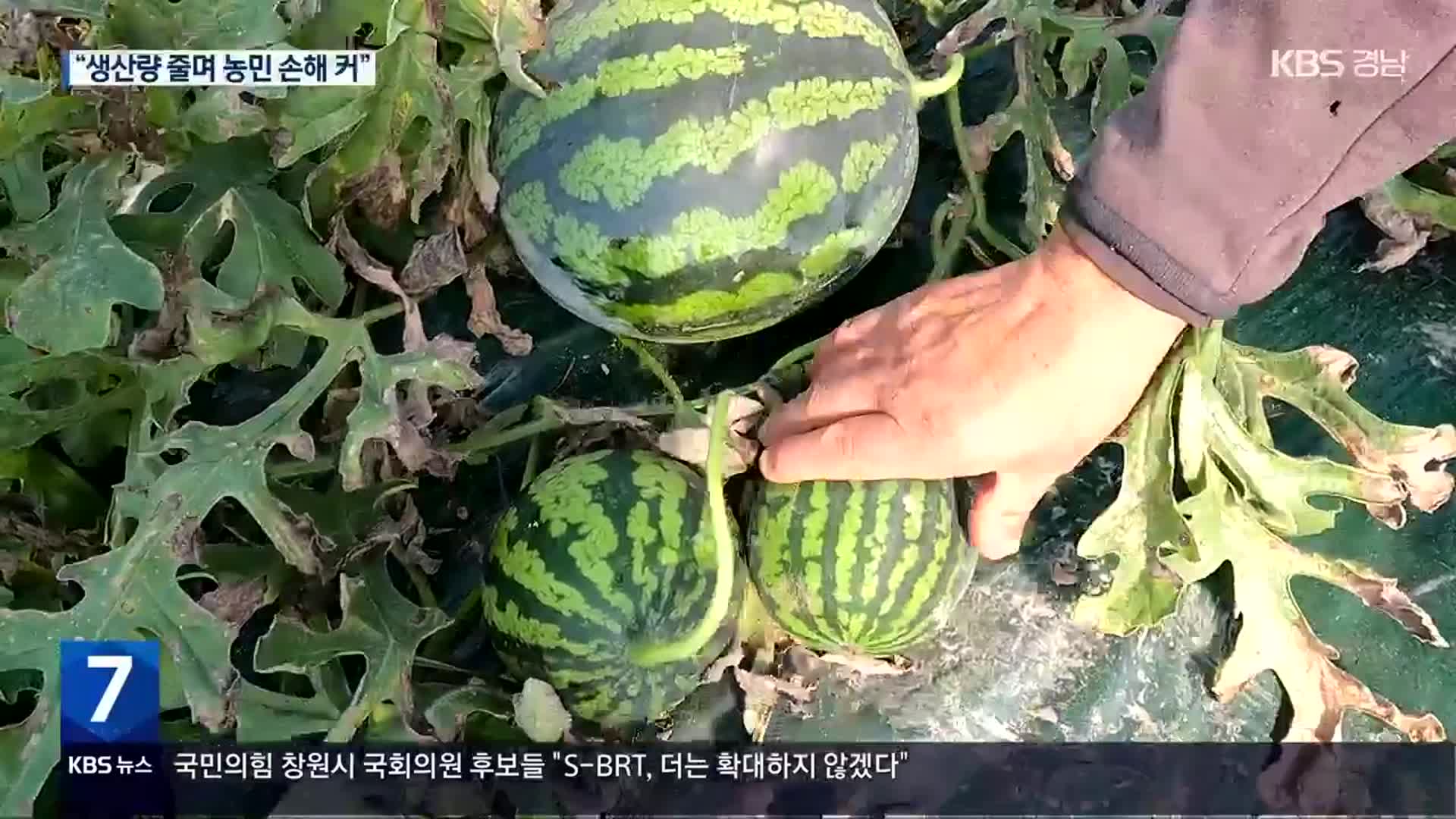 수박 한 통 4만 원…소비자도 농민도 한숨