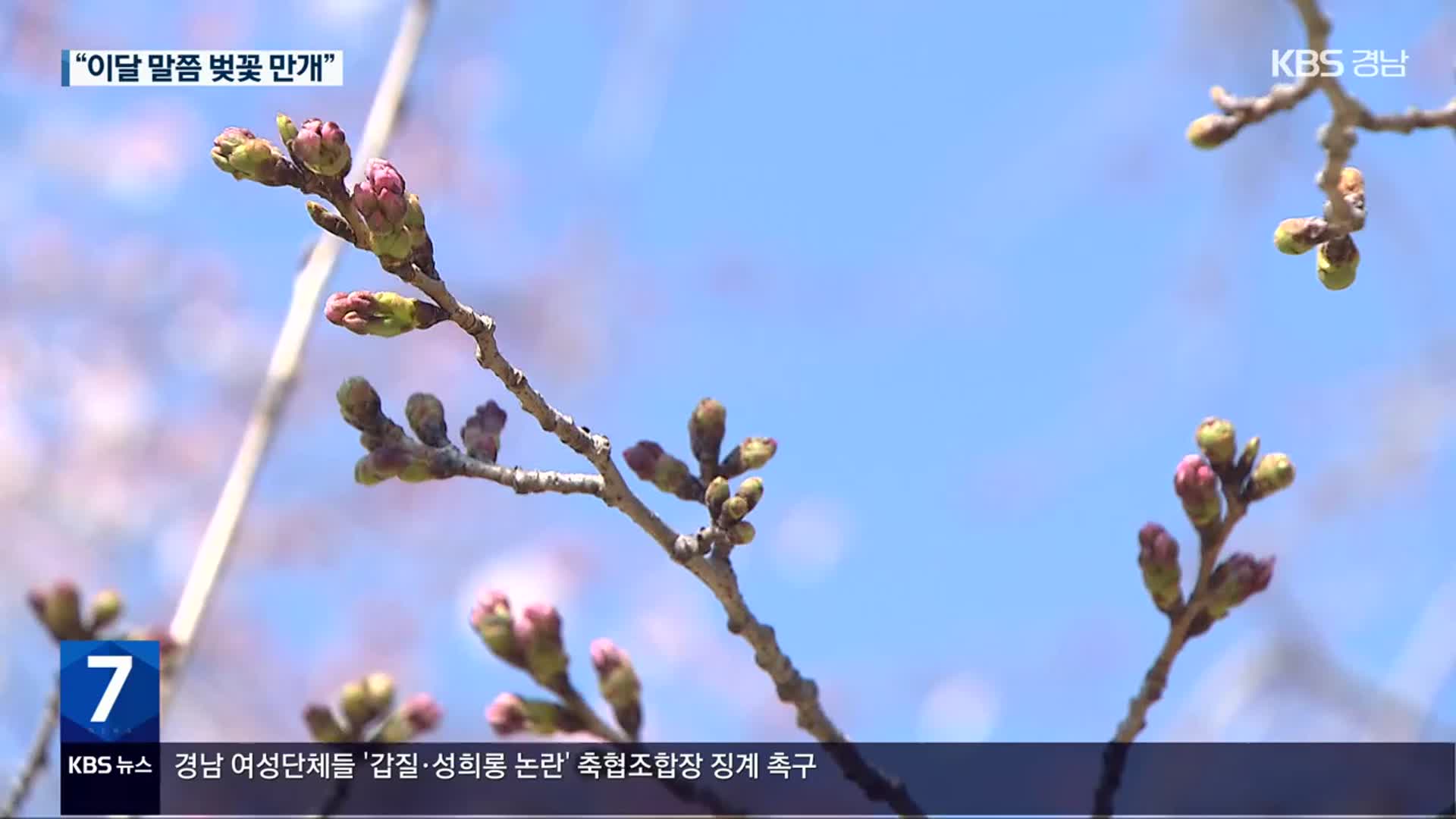 “벚나무야 힘내” 개화율 5%…축제 기간 연장 검토