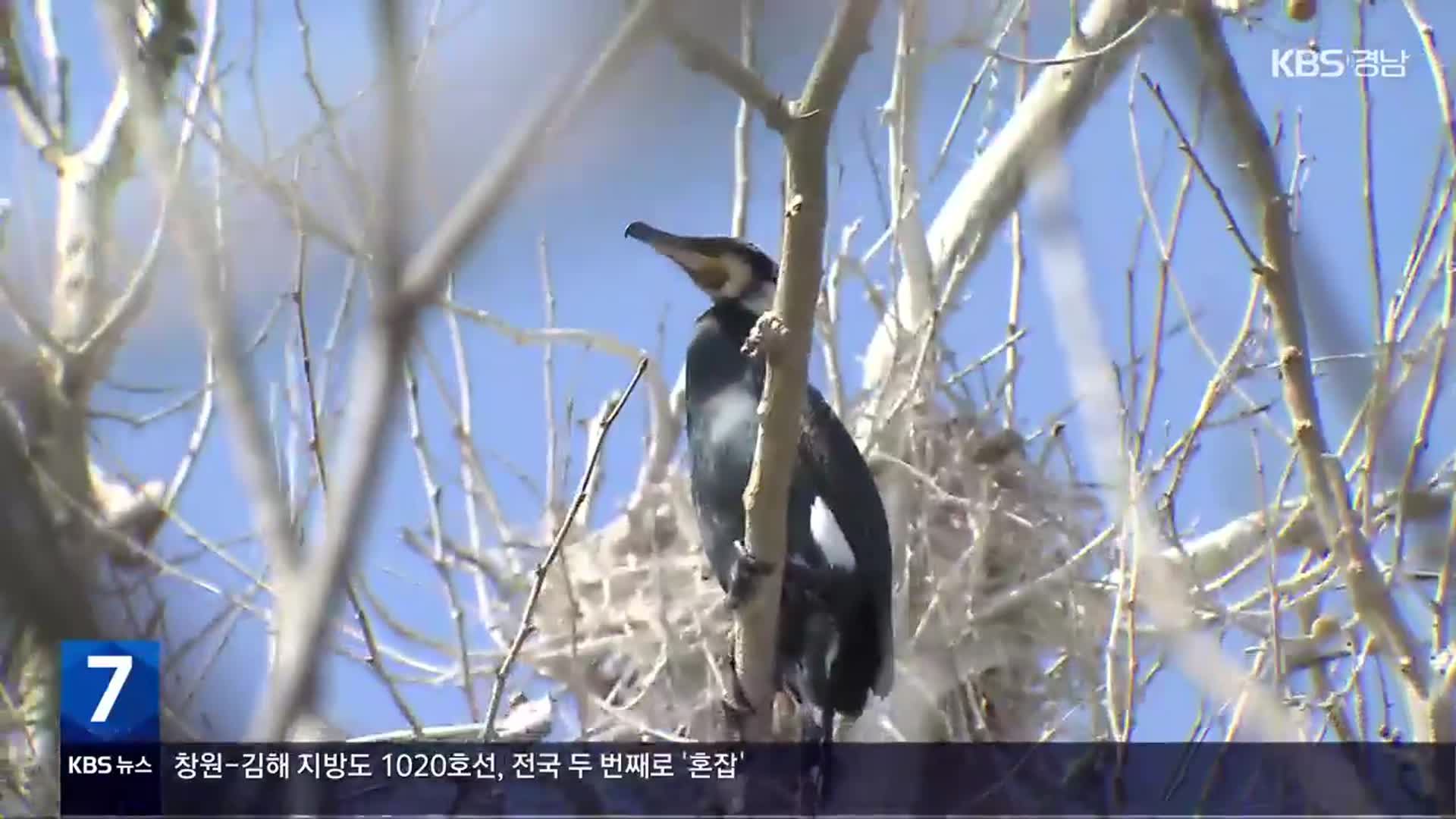 텃새로 변한 민물 가마우지 ‘골머리’