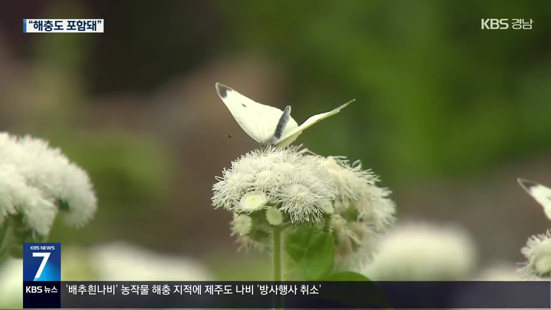“생태계 복원 나비 천 마리 방사”…해충 논란에 행사 취소