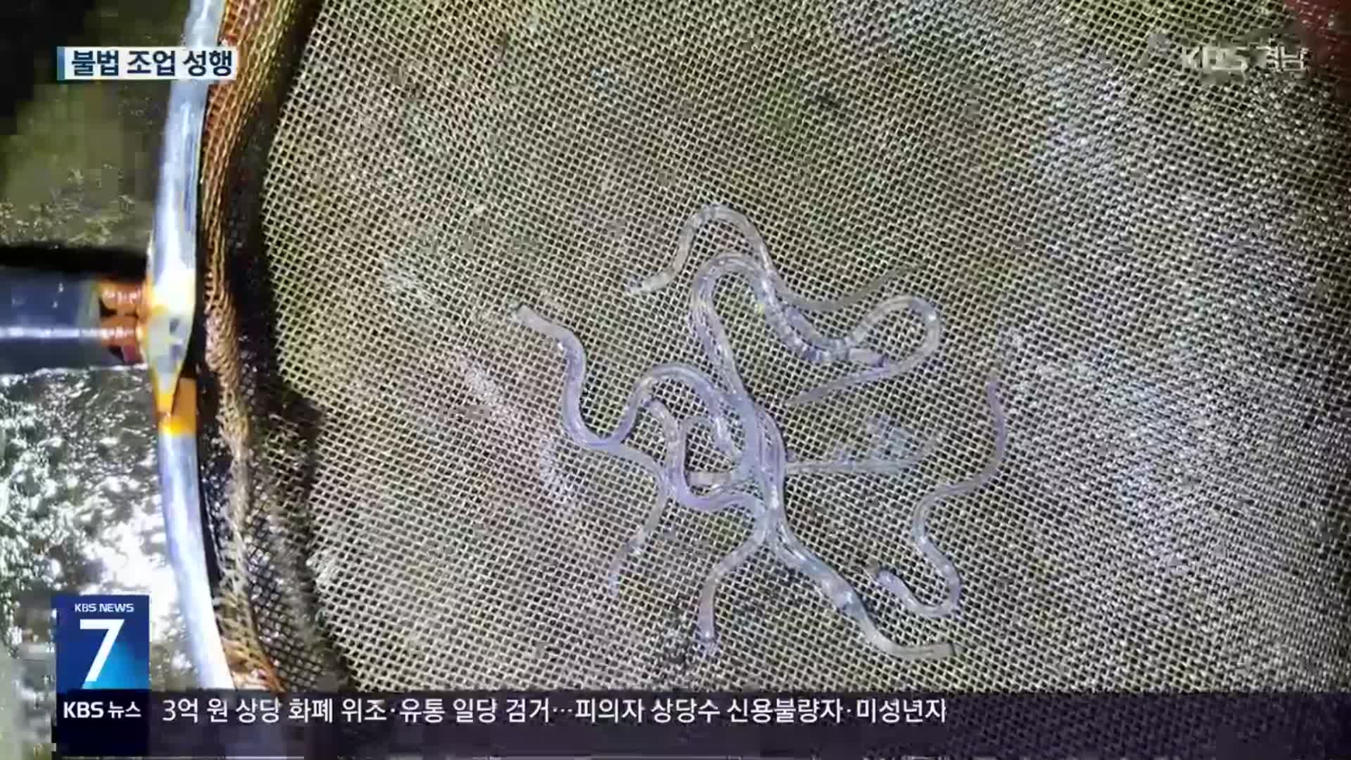 멸종 위기 실뱀장어 씨마른다…불법 조업 성행