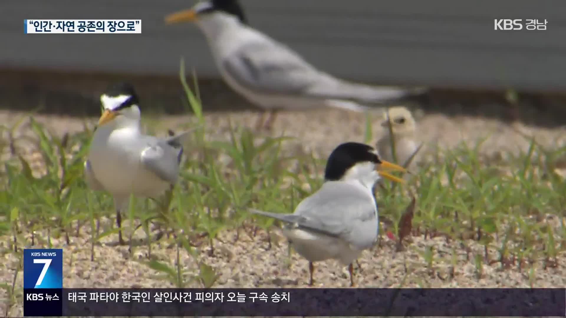 “올해도 잊지 않고” 안동댐 찾은 바닷새 ‘쇠제비갈매기’