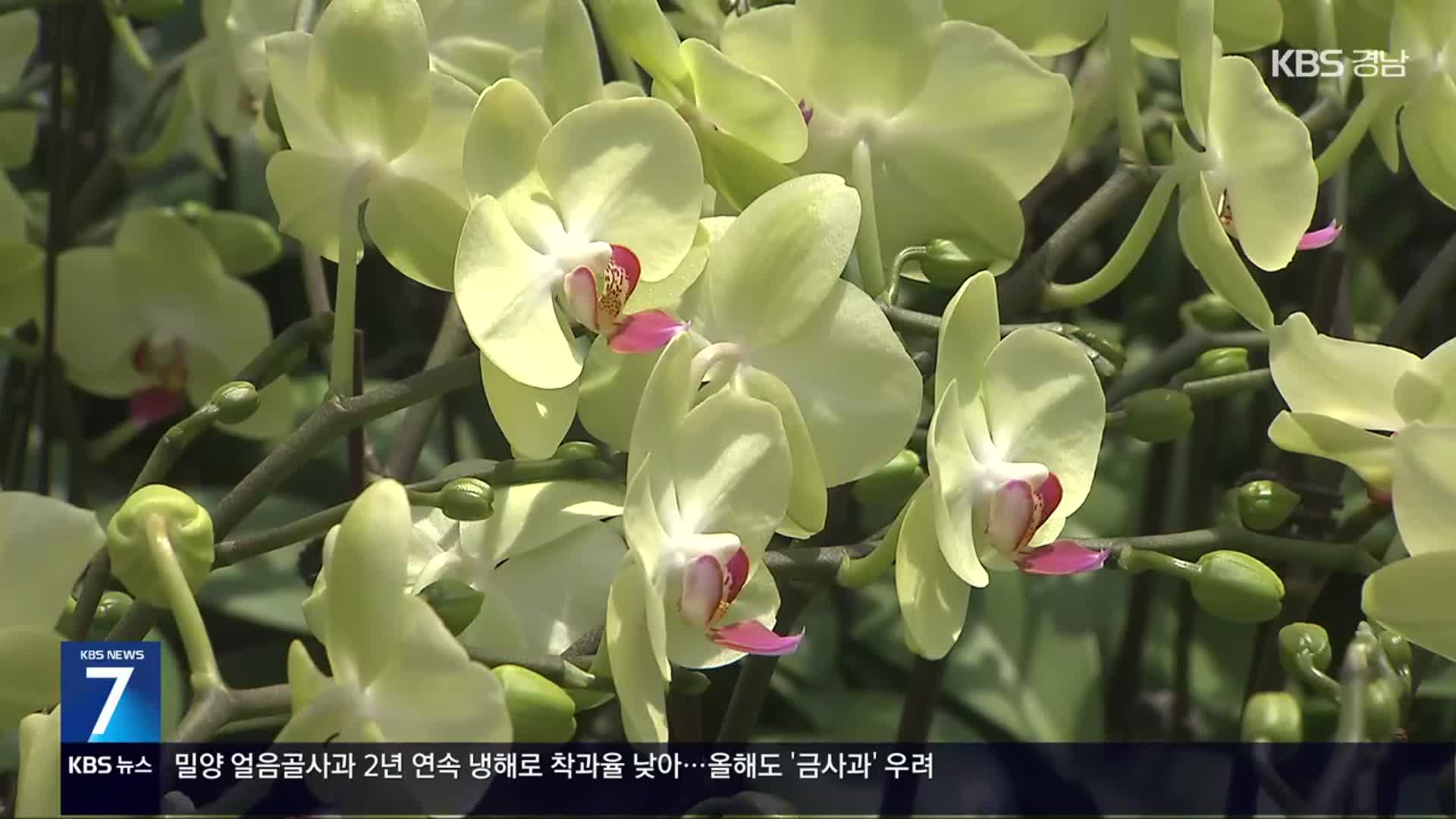 울산 호접란, 미국 수출길 오르며 화훼농가 활기 돌아