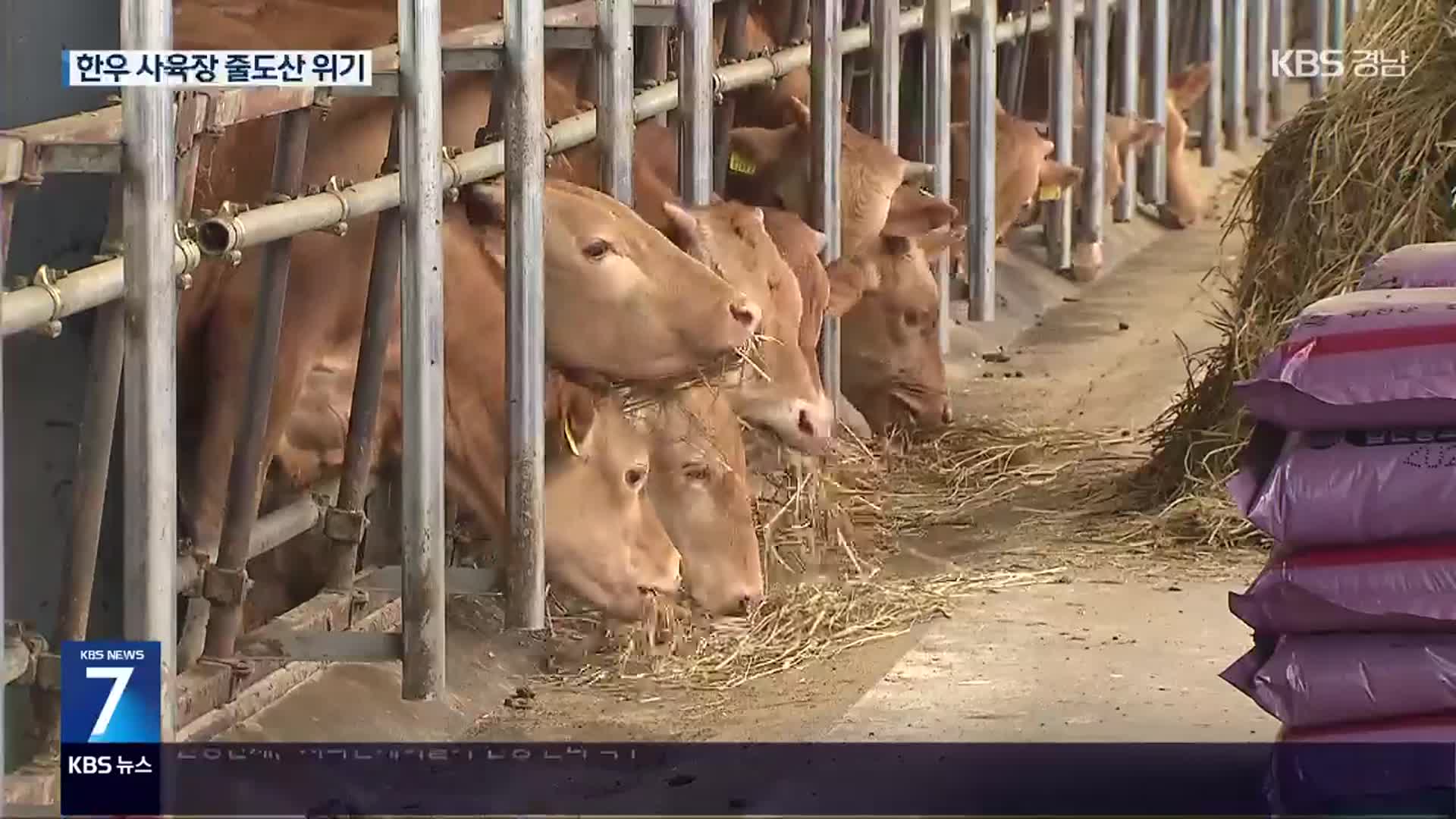 한우 도매가격 ‘하락세’ 언제까지…“키울수록 손해”