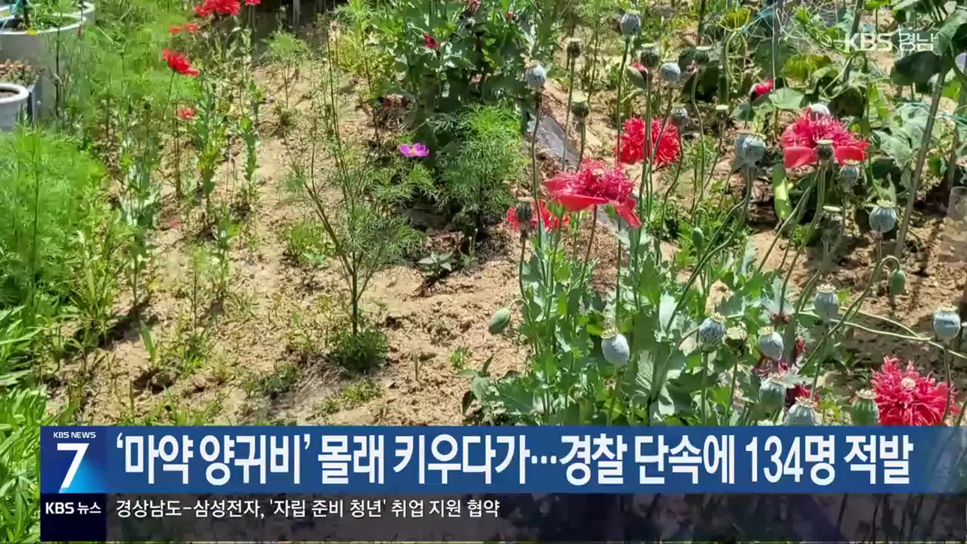 ‘마약 양귀비’ 몰래 키우다가…경찰 단속에 134명 적발