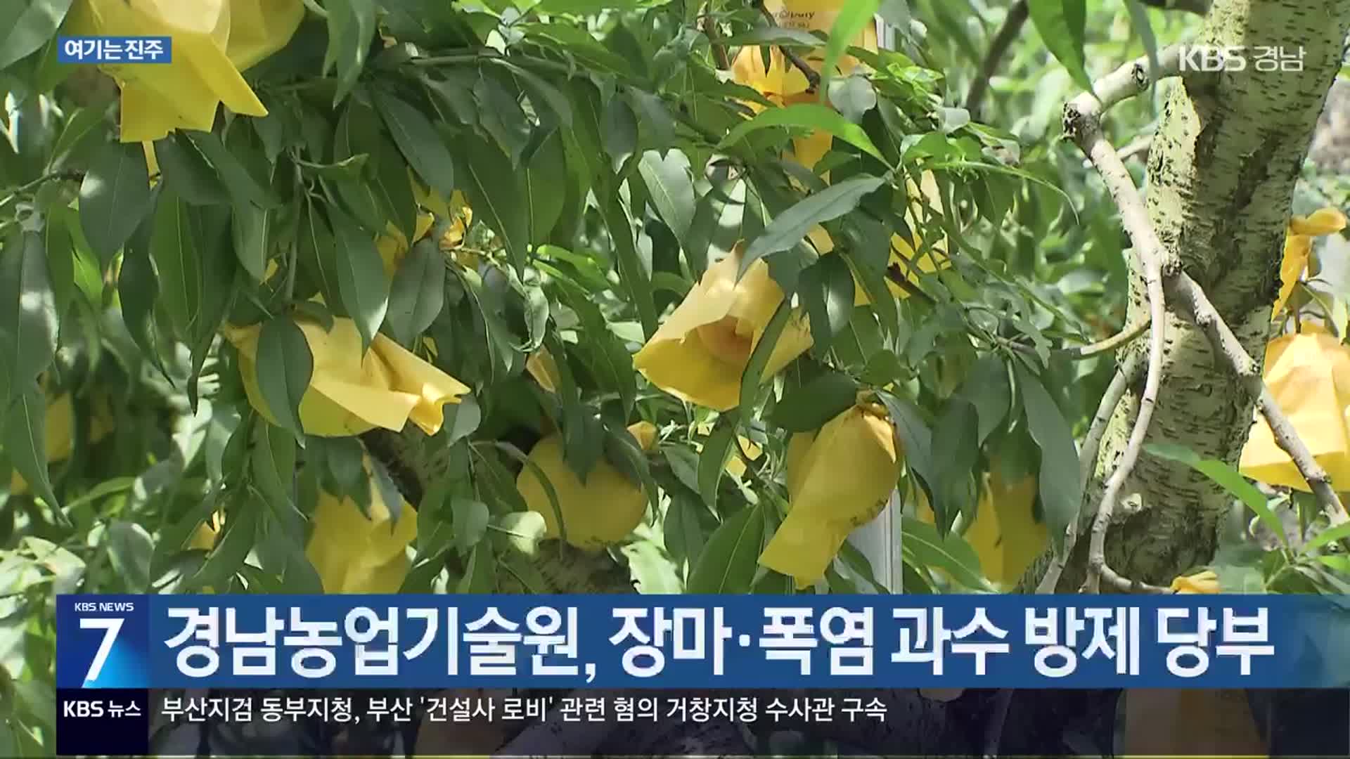 [여기는 진주] 경남농업기술원, 장마·폭염 과수 방제 당부 외