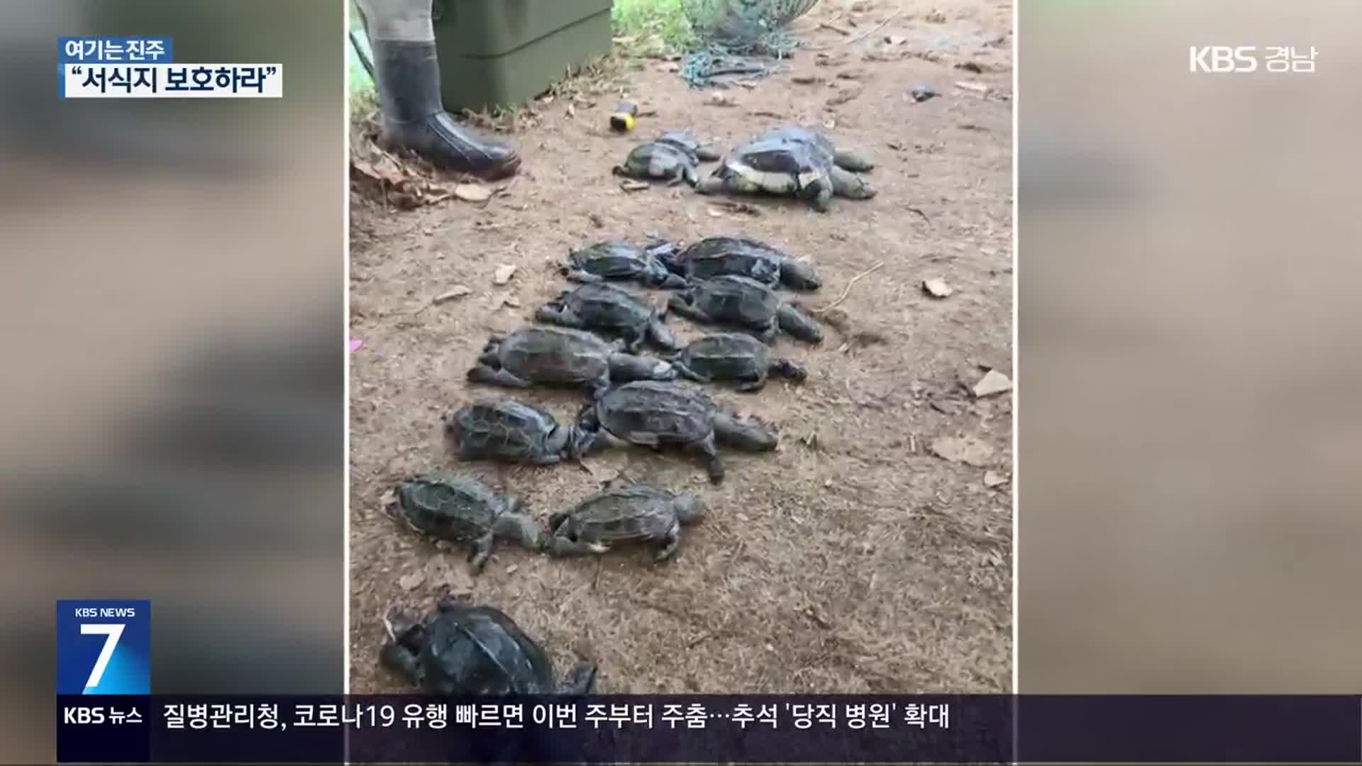 [여기는 진주] ‘보호한다더니’…천연기념물 남생이 폐사