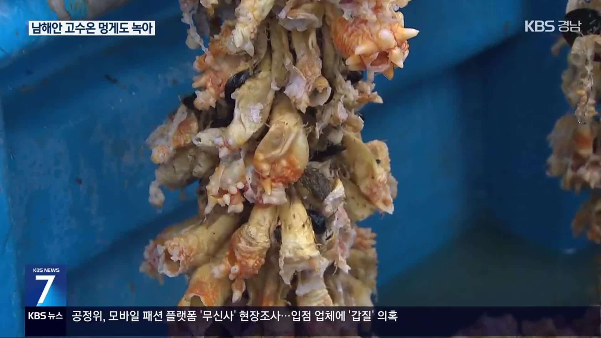 ‘역대급’ 고수온에 남해안 멍게도 녹아