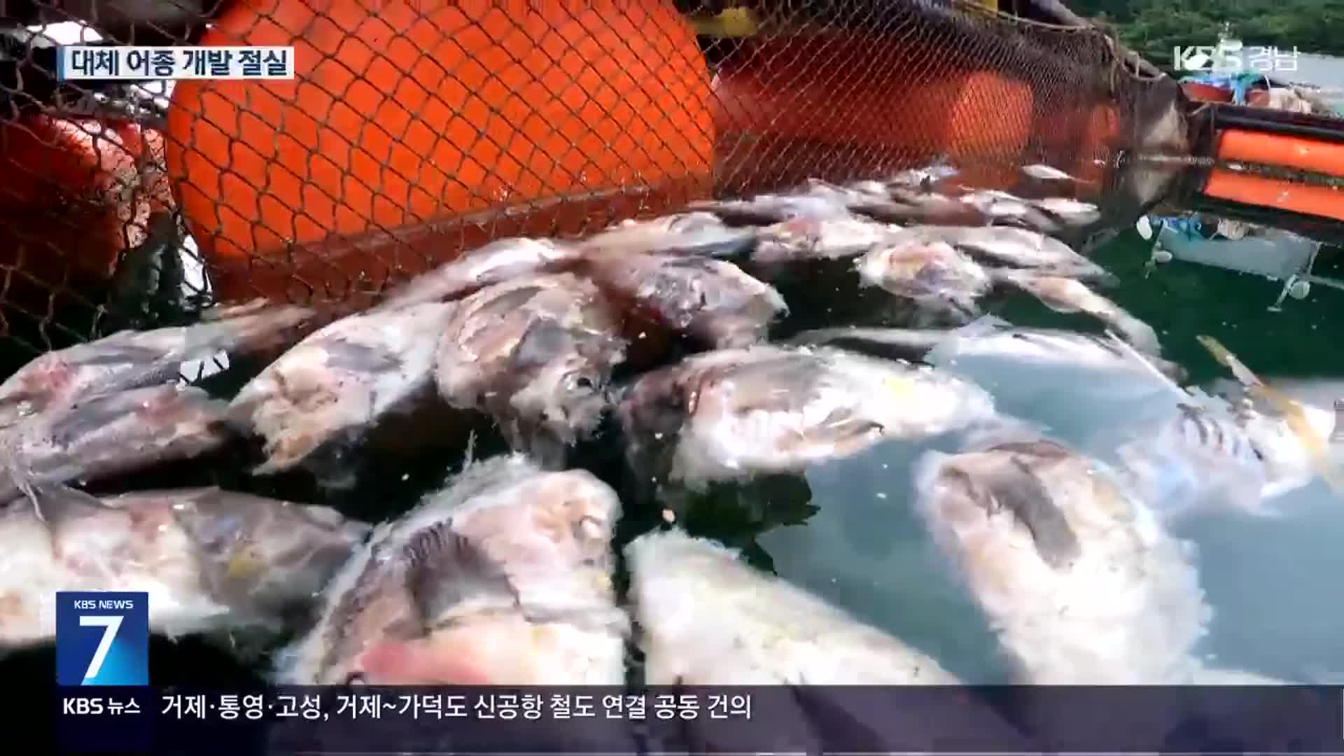 해마다 폐사 ‘조피볼락’…“그래도 키울 수밖에”