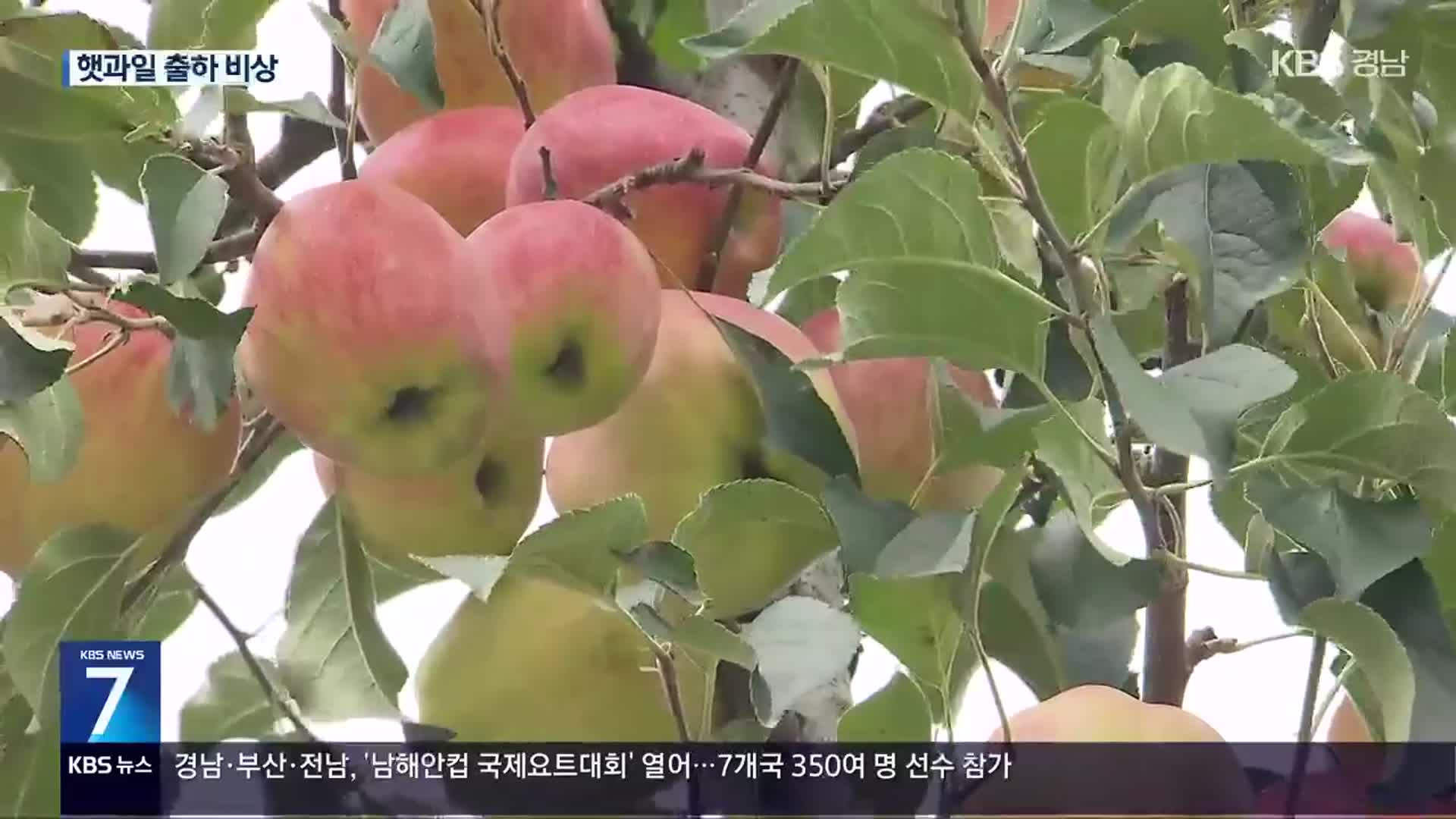 예년보다 이른 추석…상품성 떨어질라 ‘고심’