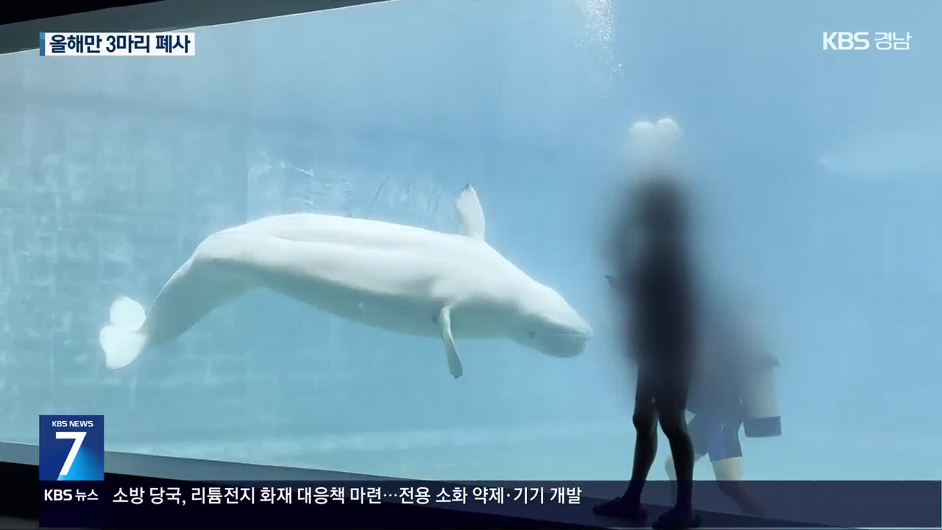 잇단 폐사 ‘돌고래 무덤’ 거제씨월드 폐쇄 논란