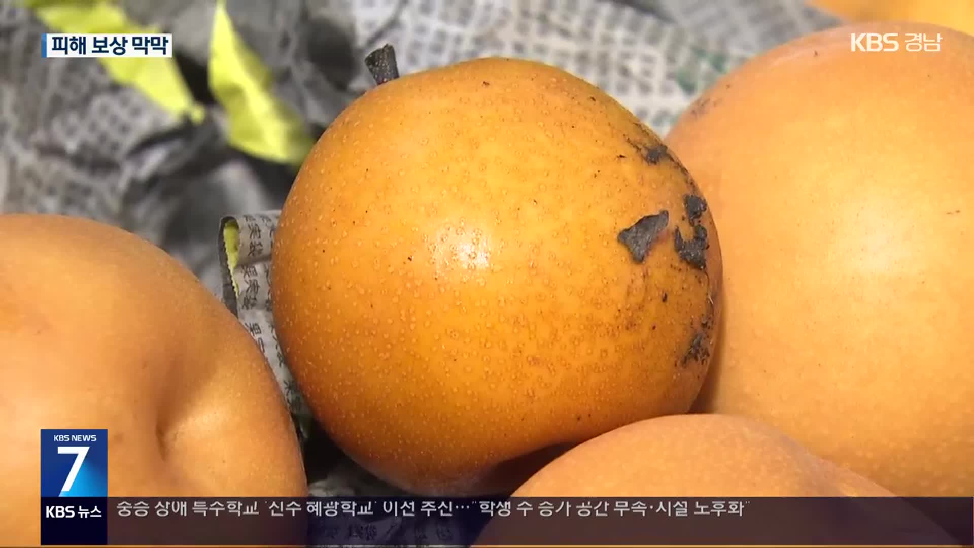 역대급 폭염에 남부지방 배 ‘일소 피해’ 확산