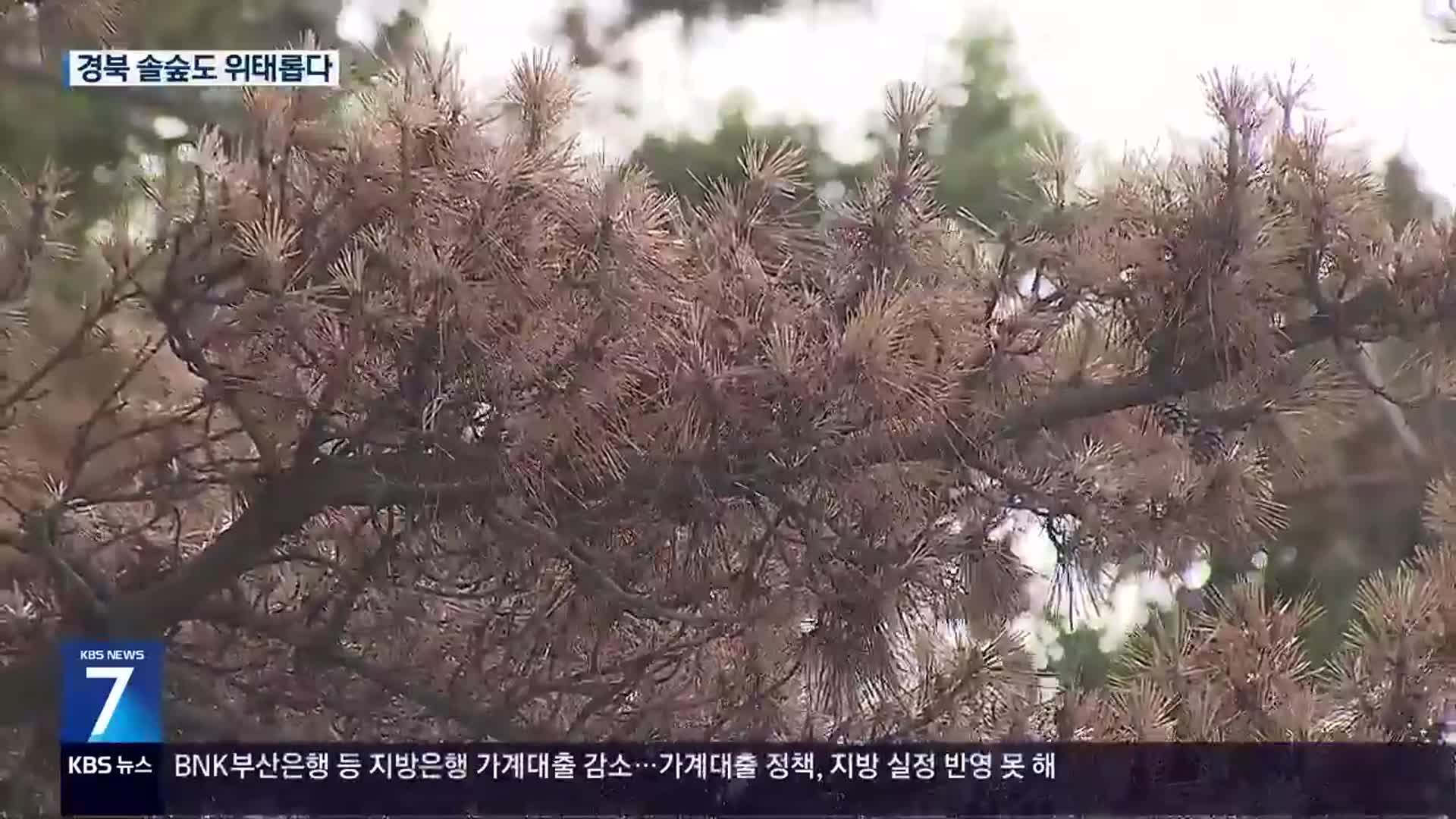 경북 동해안 재선충병 확산…“생태계 위협”