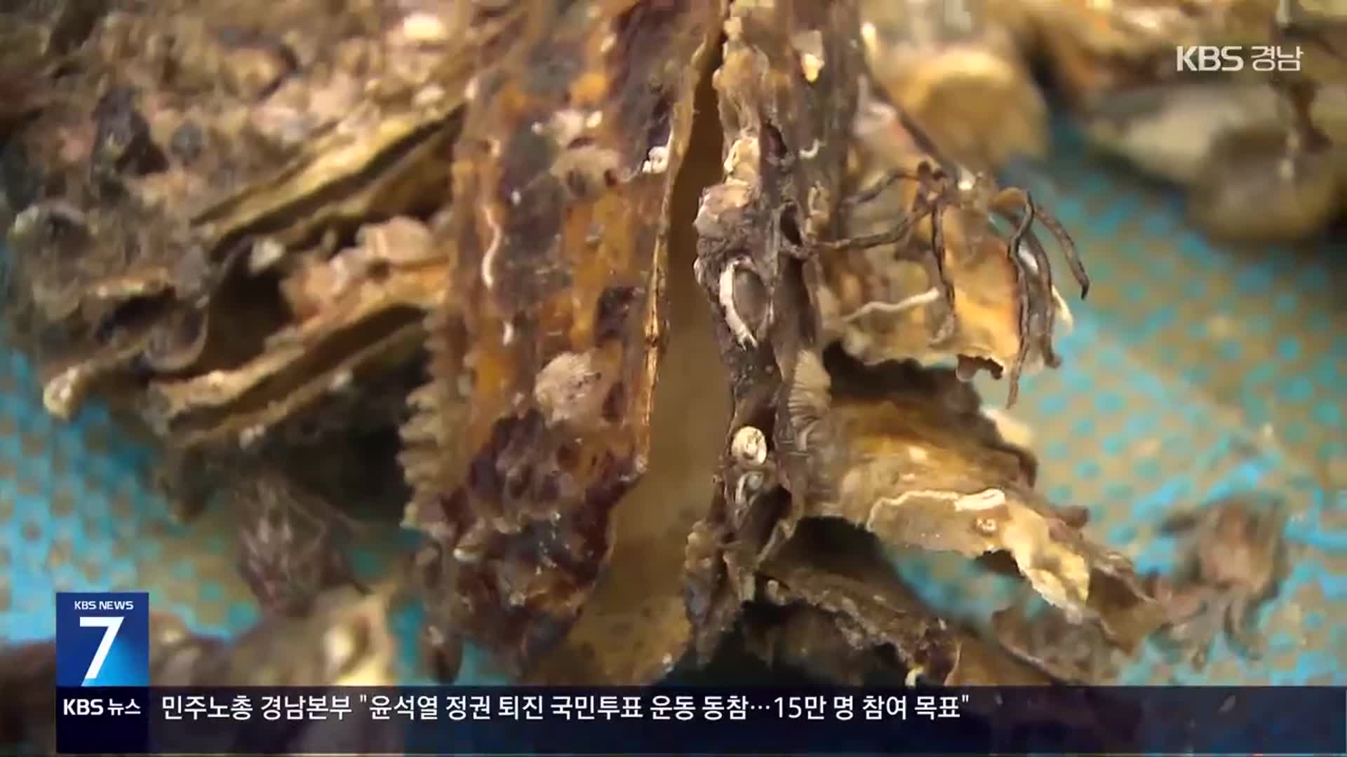 햇굴 초매식…“공급 차질·성수기 실종 우려”