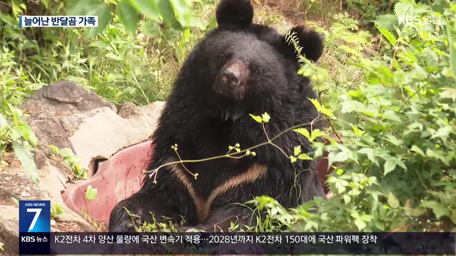 지리산 반달가슴곰 복원 20년…개체수 15배 증가