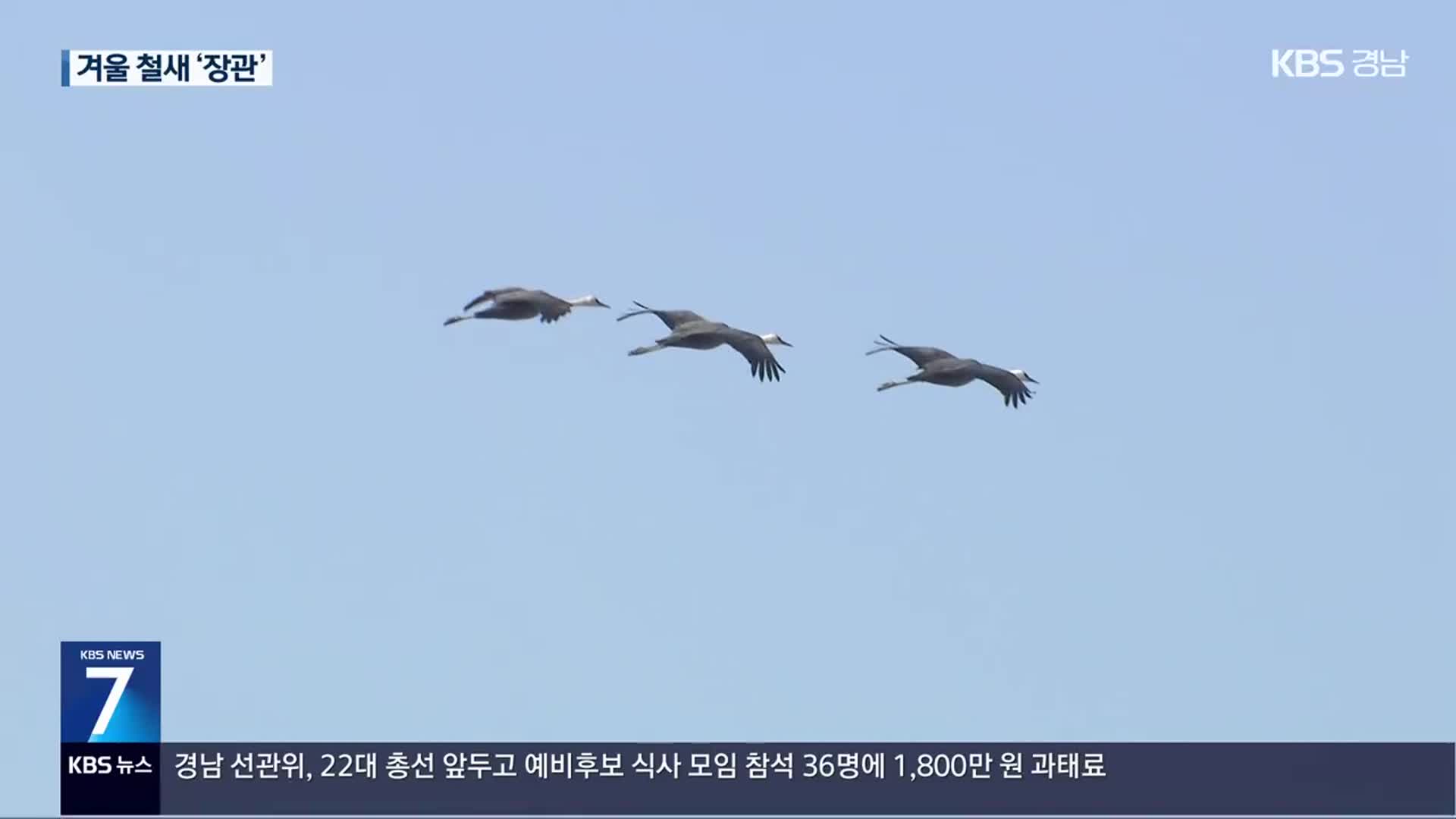 흑두루미 7천 마리 순천만에…겨울 철새 ‘장관’