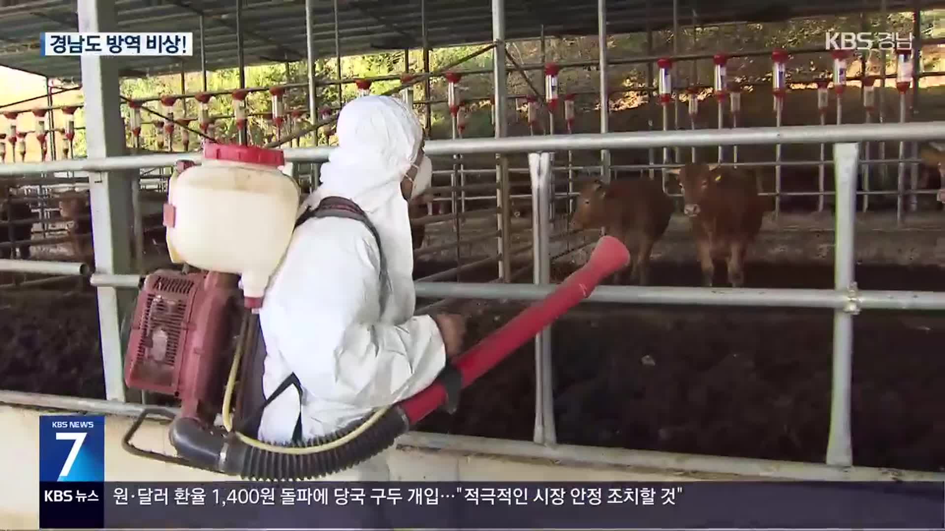 군위 한우 농장 럼피스킨 발생…대구 첫 사례