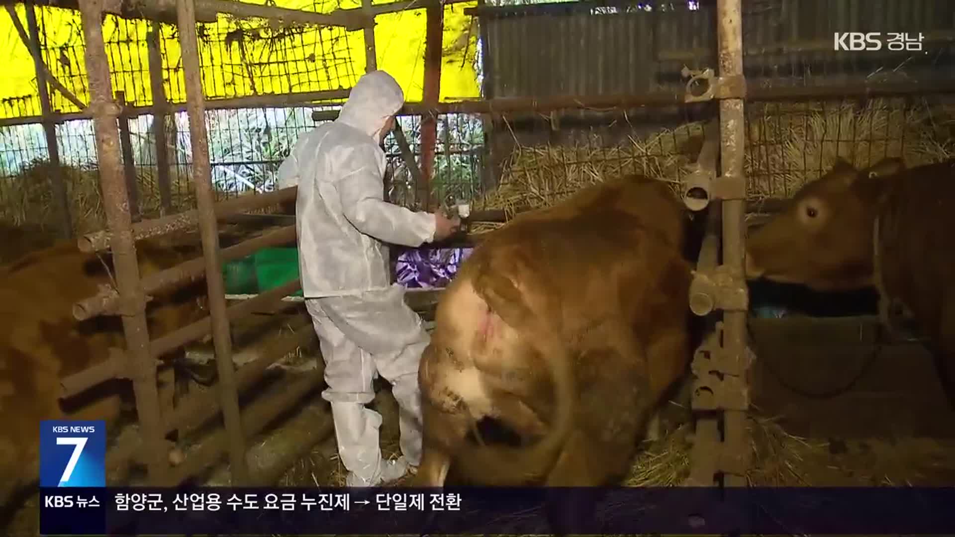 영암서 럼피스킨 발생…전국 20번째