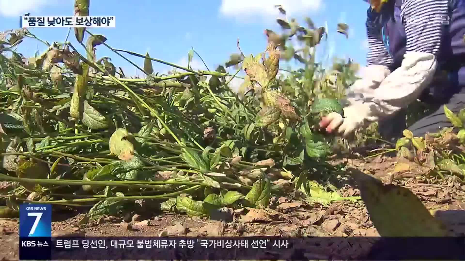 가을 폭우 피해에 막막한 콩 농가…“품질 저하는 보상 안 돼”