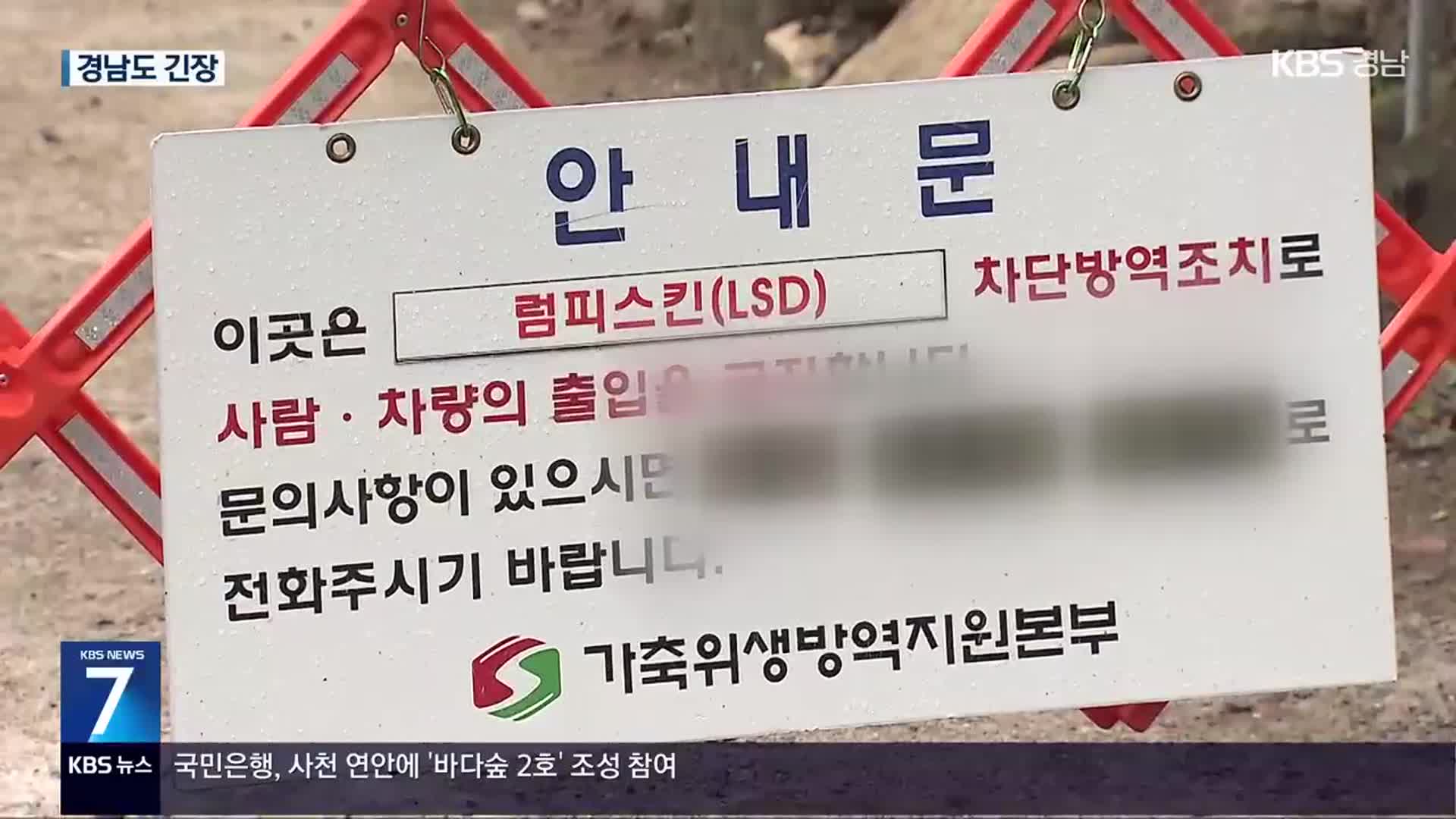 대구, 두 번째 럼피스킨 “12월 초까지 확산 우려”