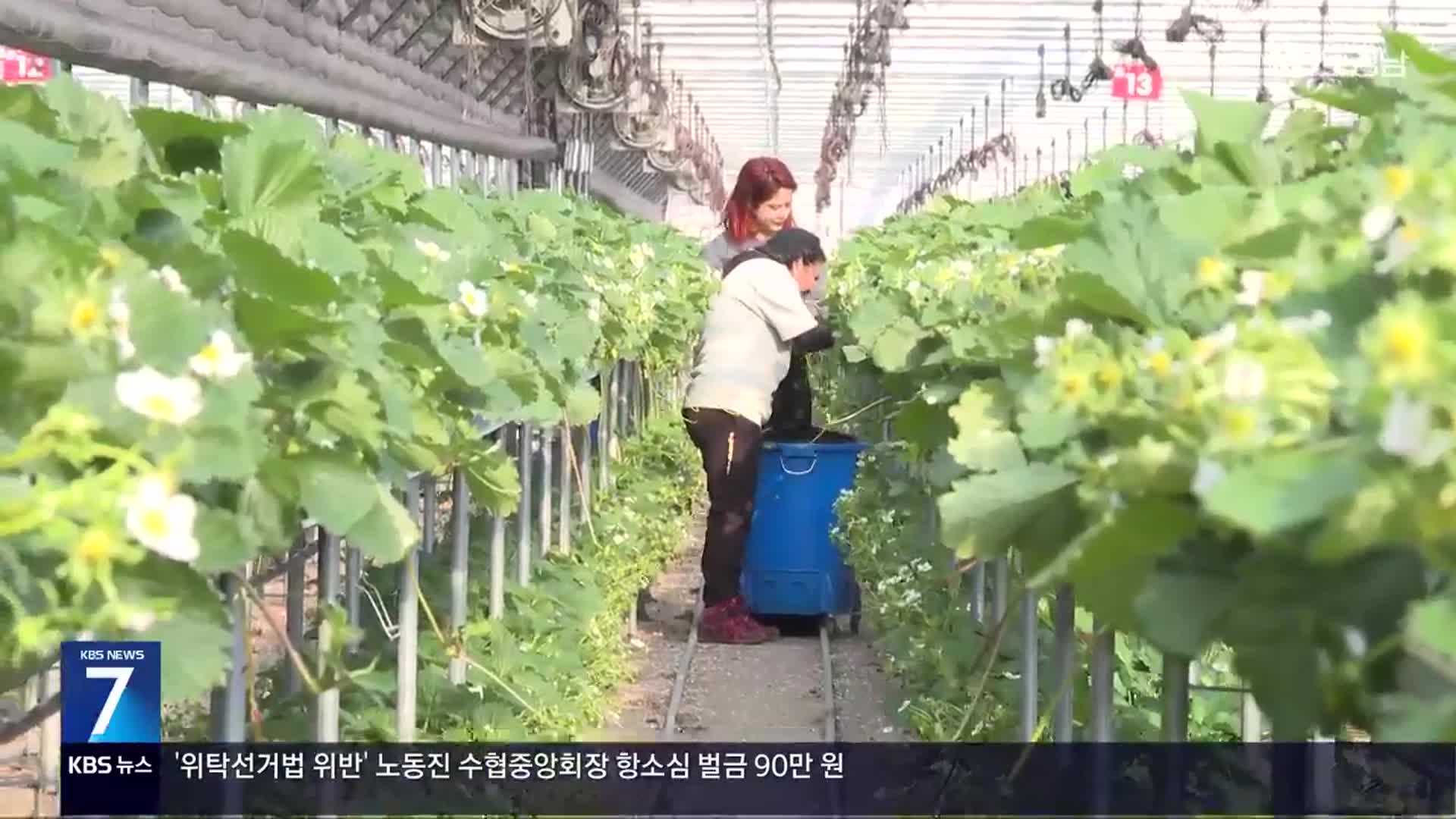 [현장속으로] “한국이 좋아서”…경남 거창 ‘워킹홀리데이’