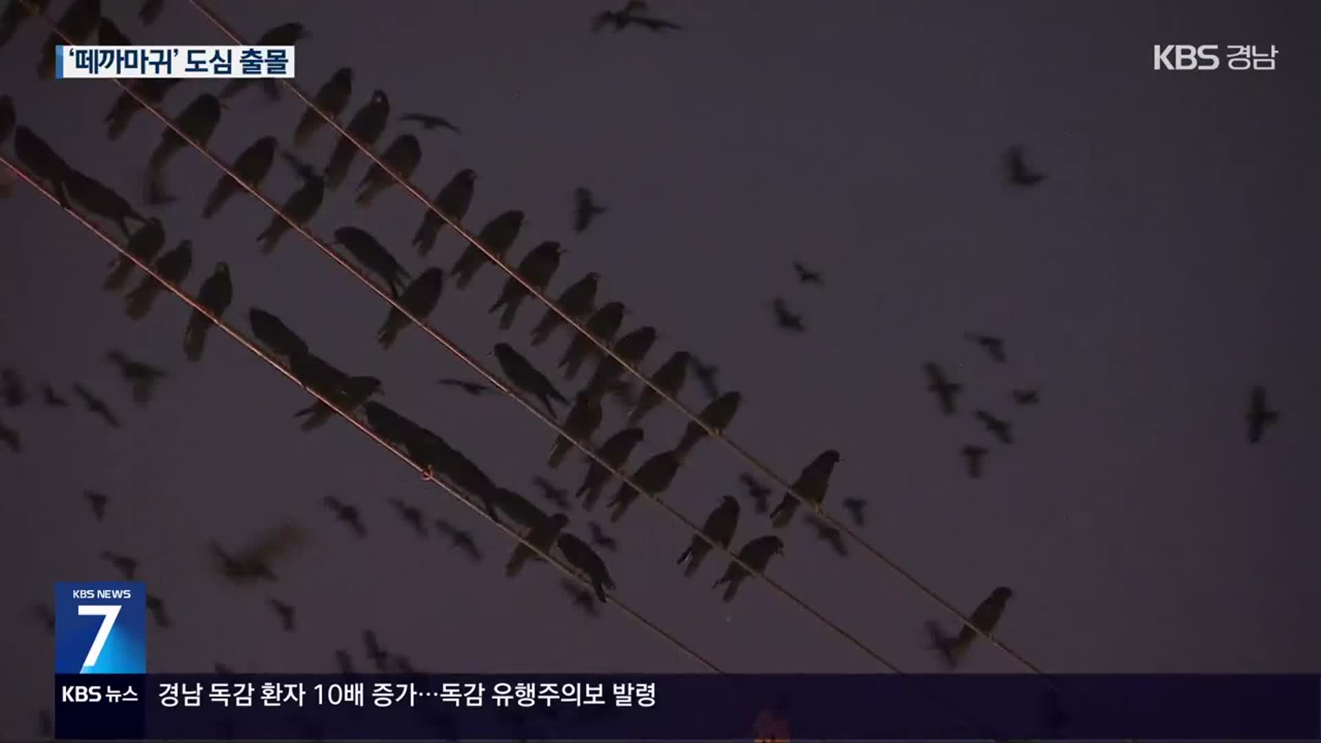 도심 ‘떼까마귀’ 대거 출몰…열섬 현상 탓?