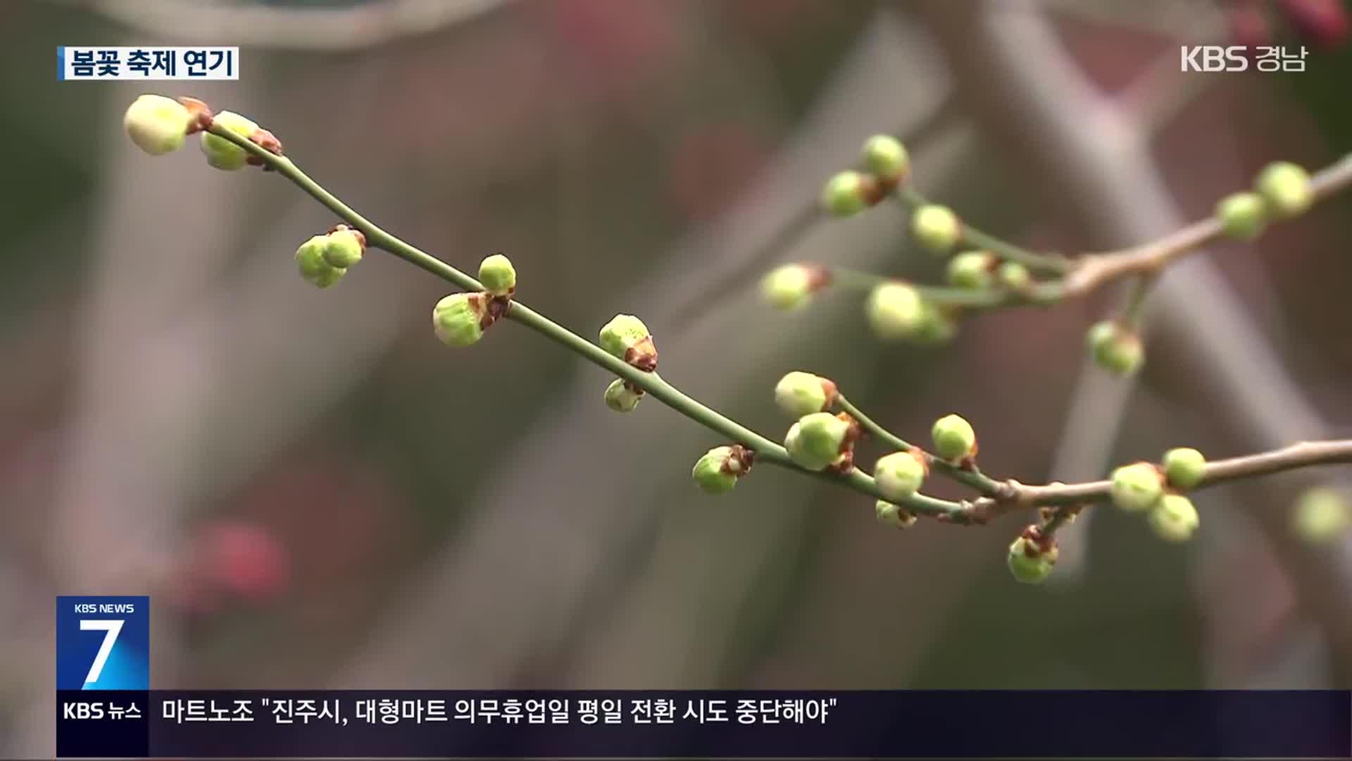 꽃샘추위에 봄꽃 개화 늦어져…일부 꽃 축제 연기