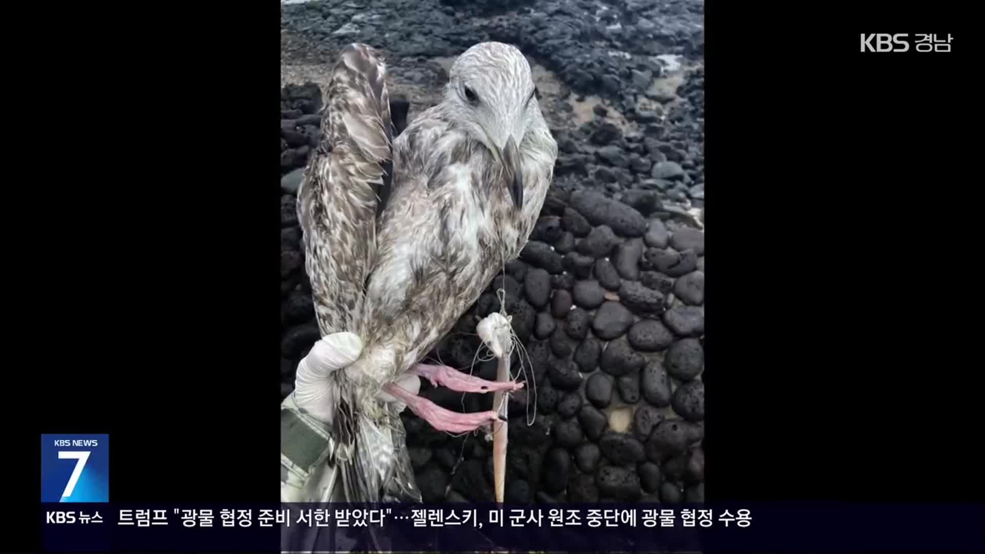 잘리고 찢기고…남방큰돌고래·야생조류 수난 계속