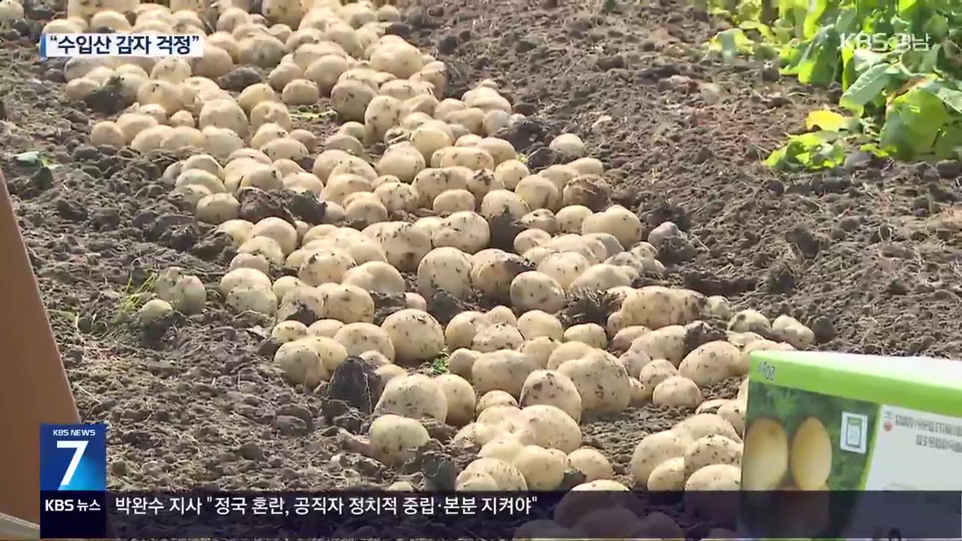 햇감자 수확 한창…“LMO 수입될까 걱정”
