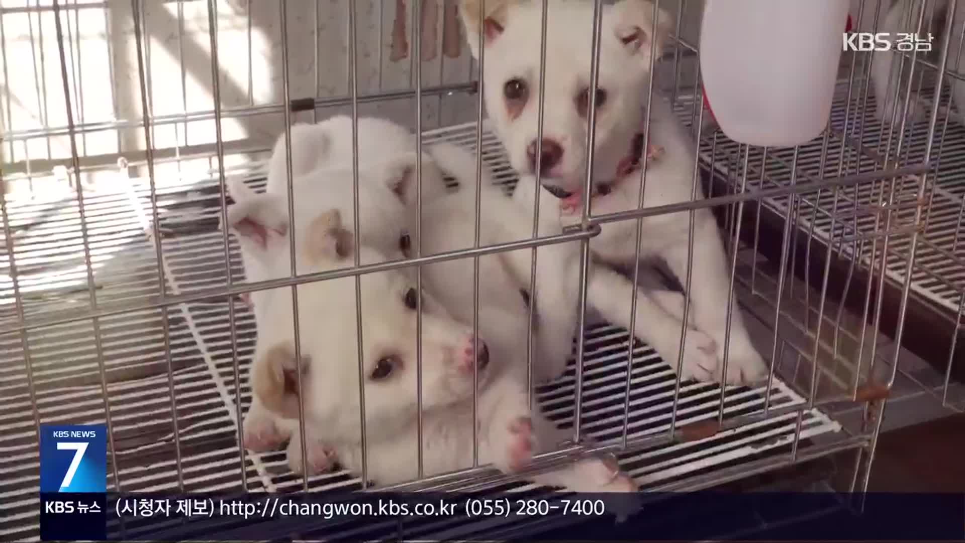 [현장속으로] “반려동물 사지 말고 입양하세요”