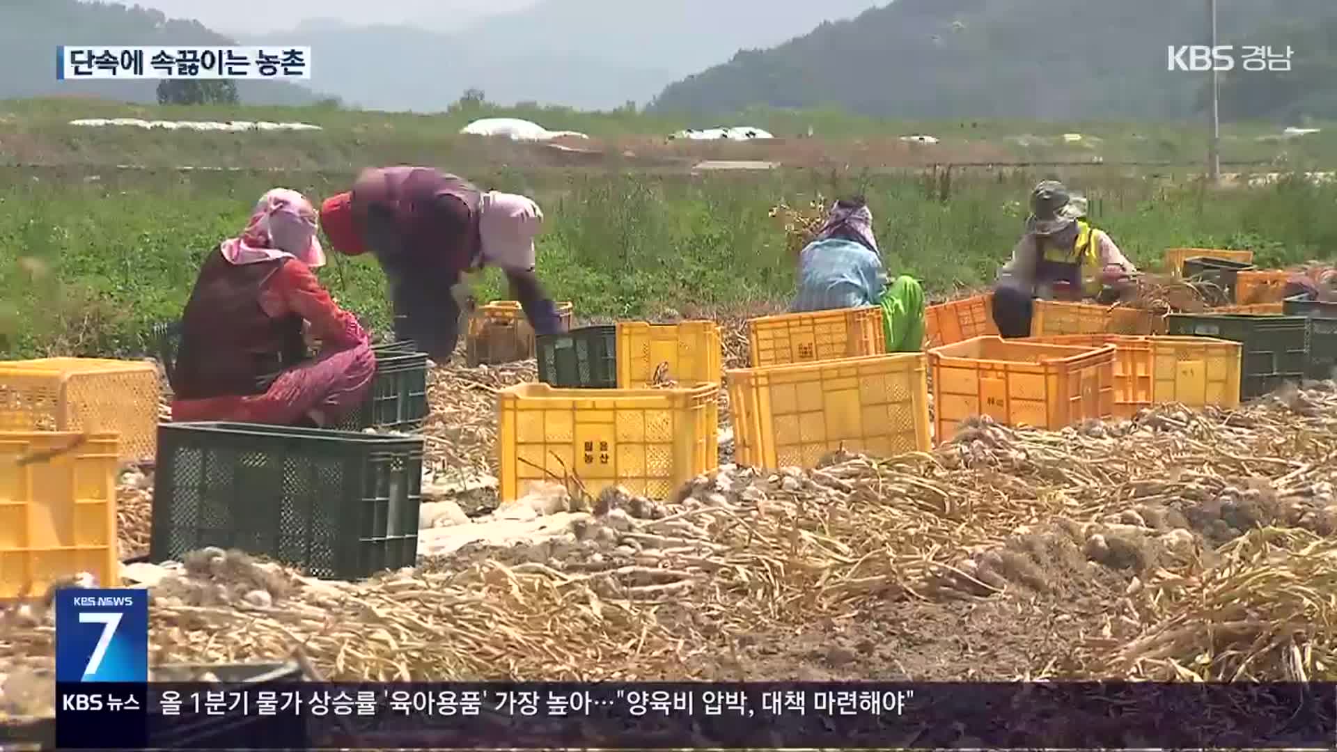 ‘불법 체류자’ 단속…농민은 인력난 호소